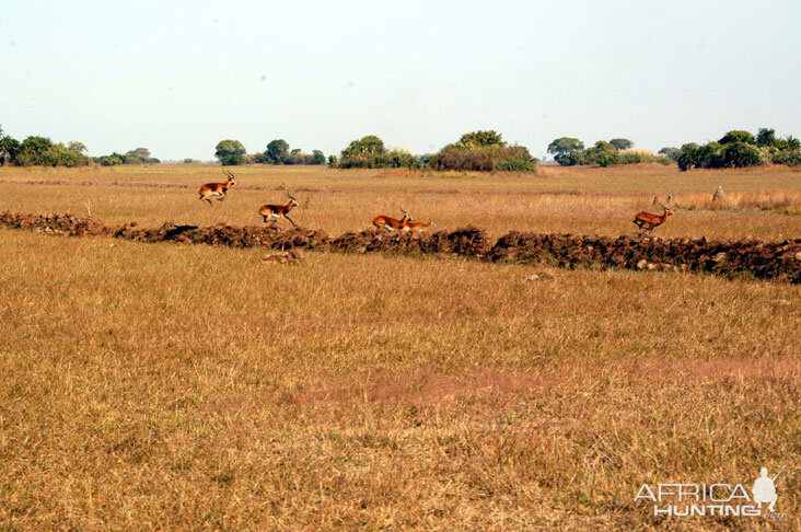 Black Lechwe Zambia