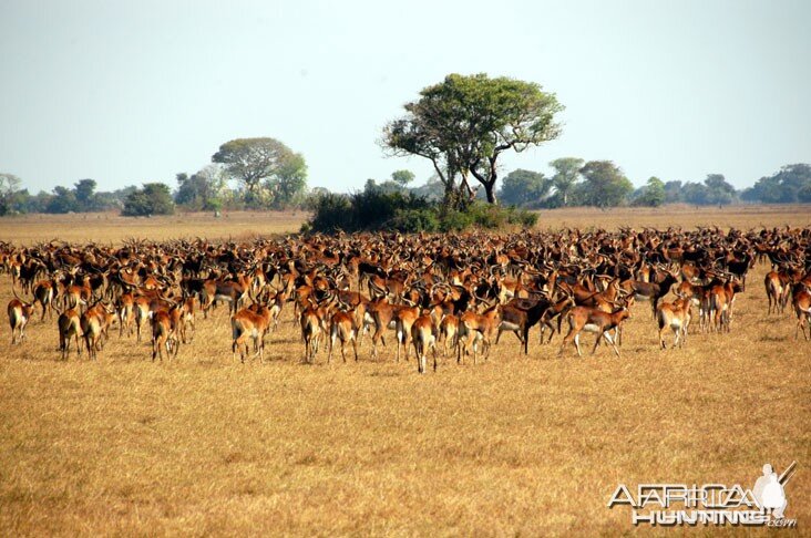 Black Lechwe Zambia