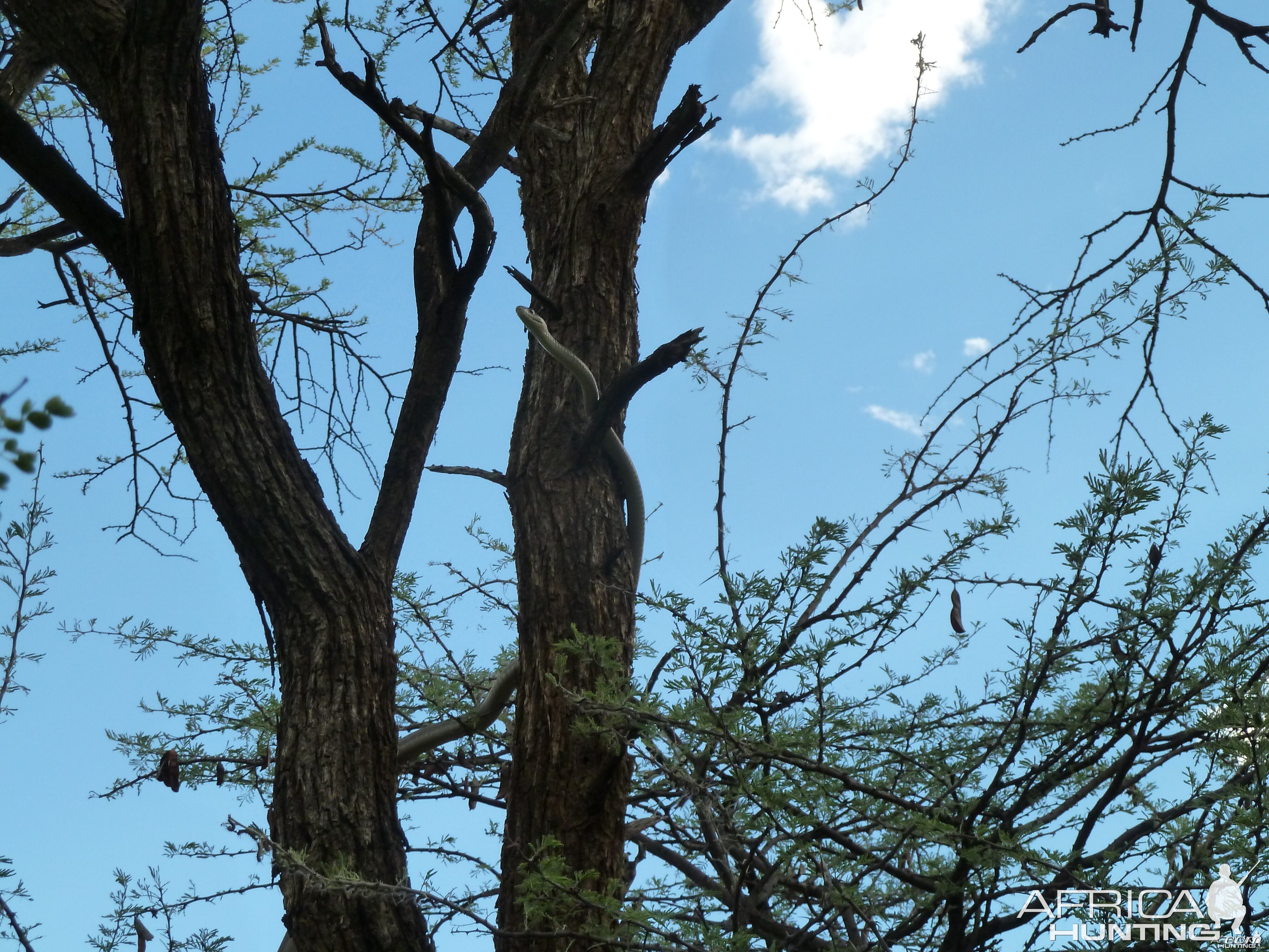 Black Mamba in a tree, Namibia