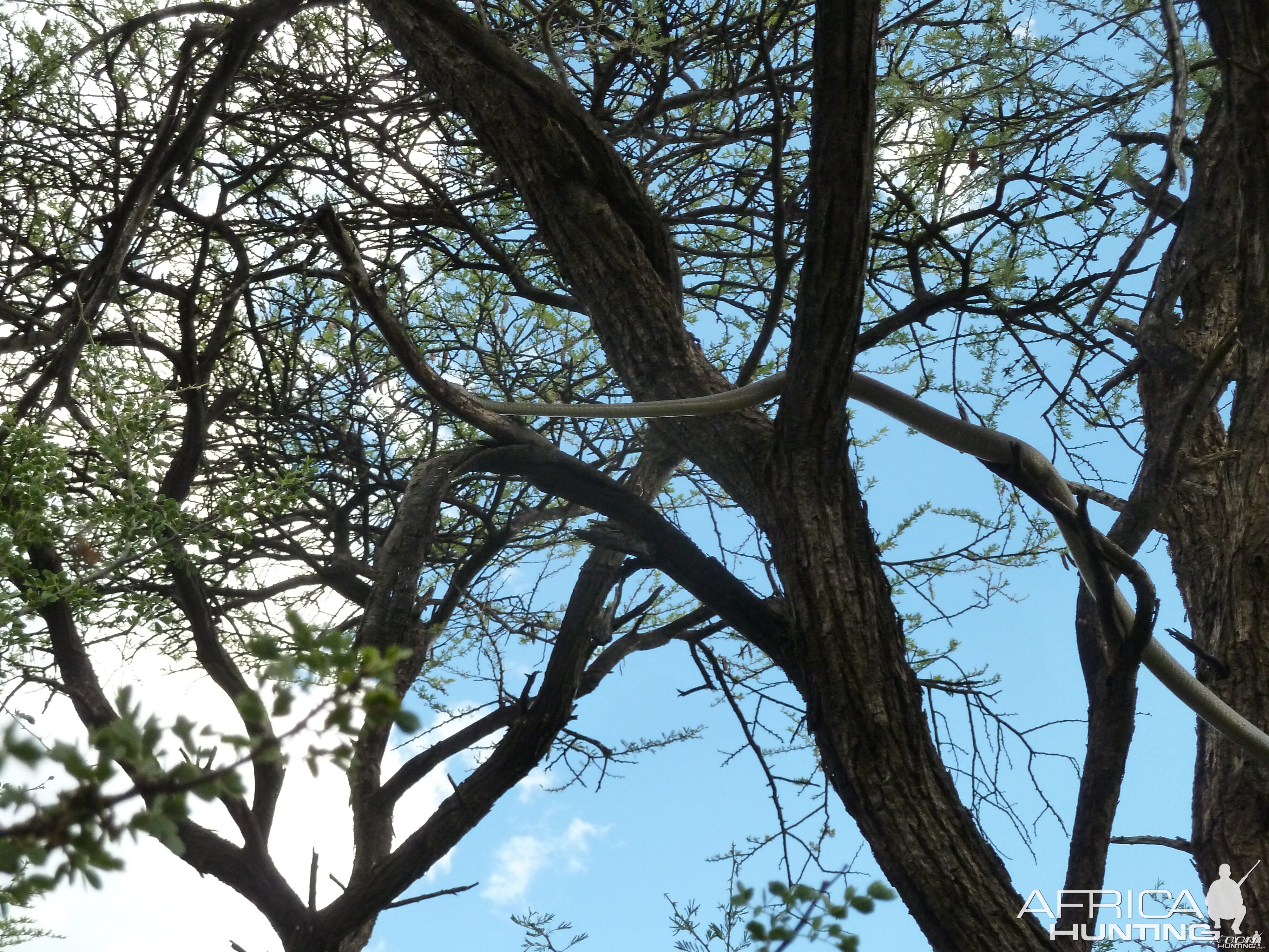 Black Mamba in a tree, Namibia