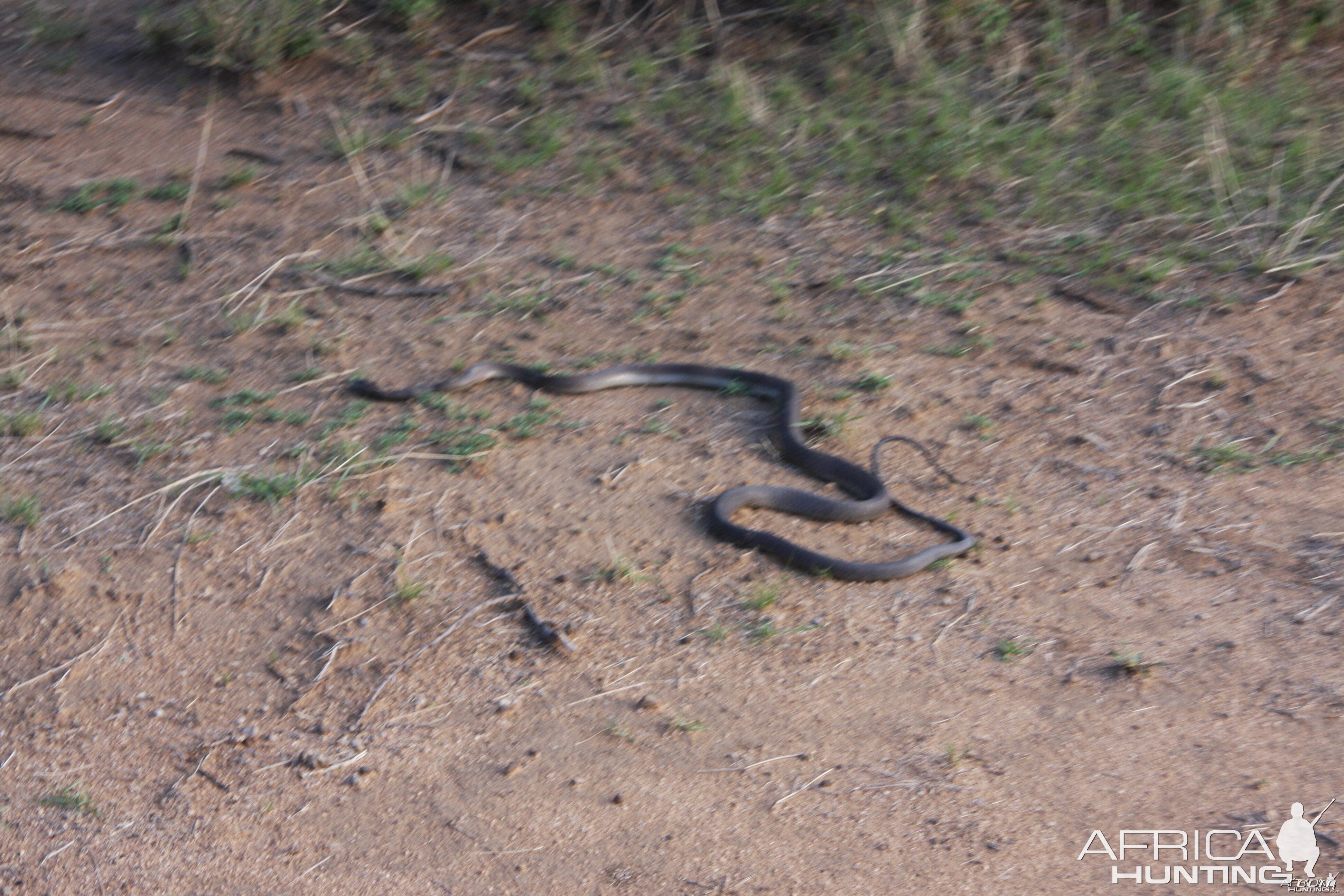 Black Mamba in Namibia