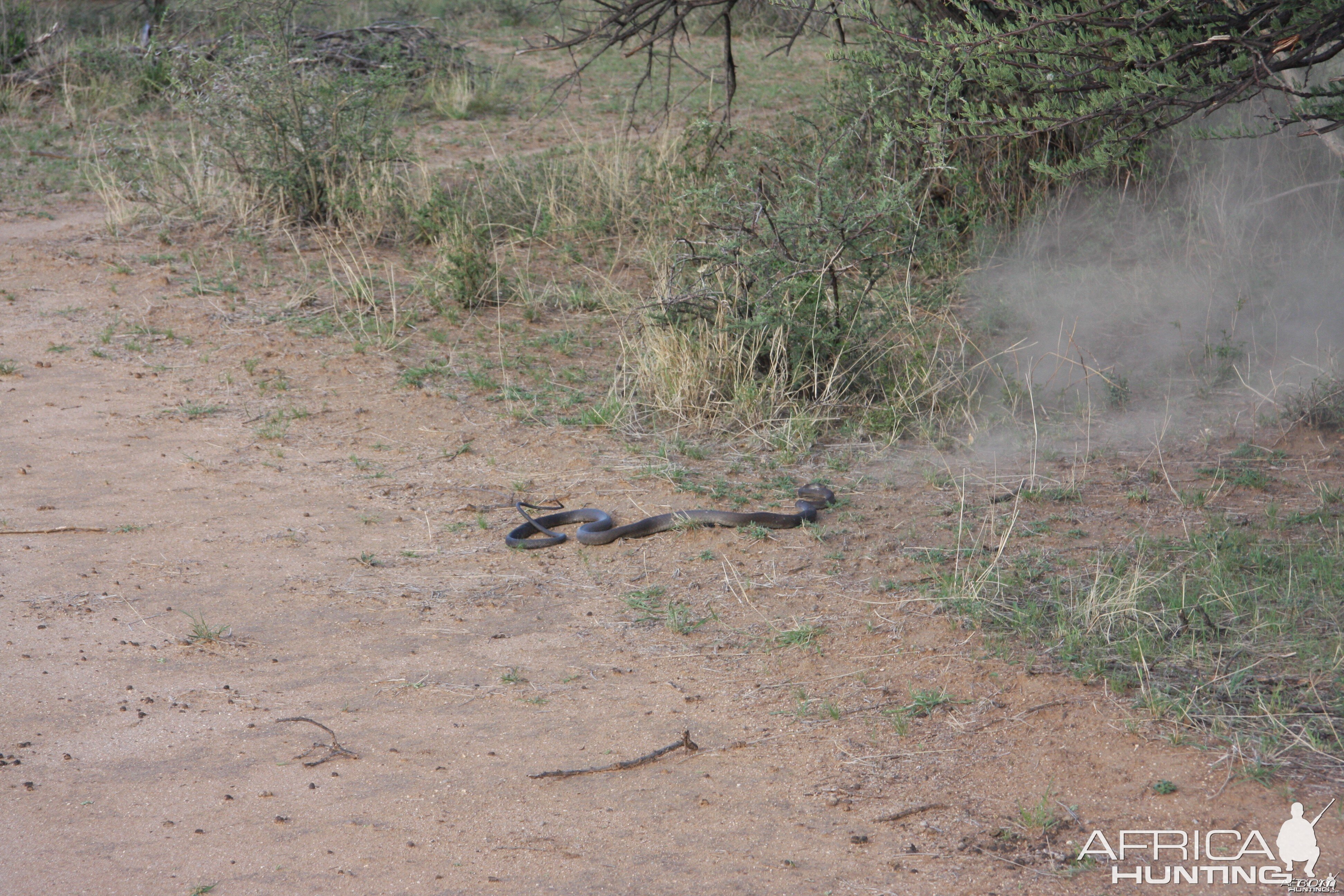 Black Mamba in Namibia