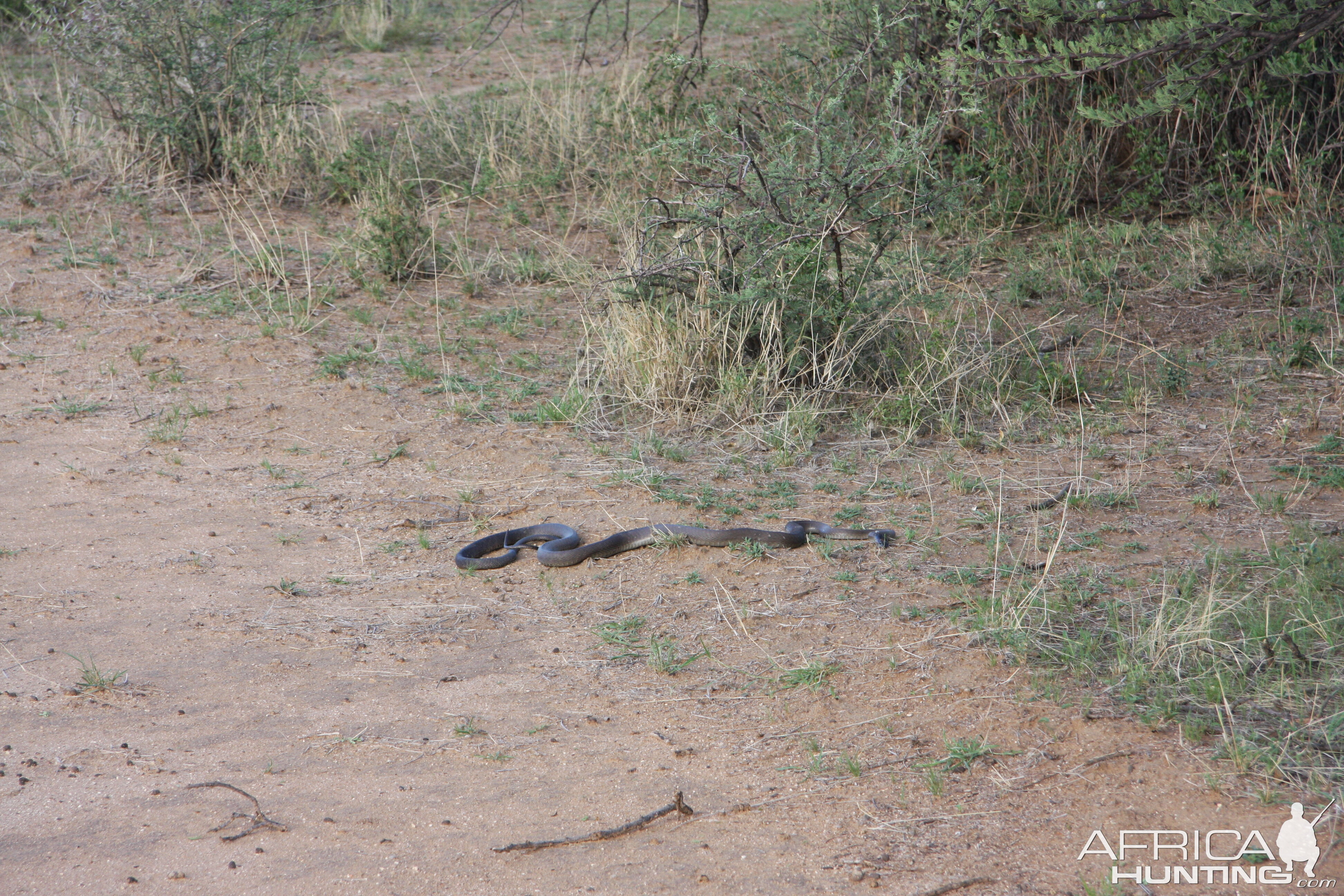 Black Mamba in Namibia