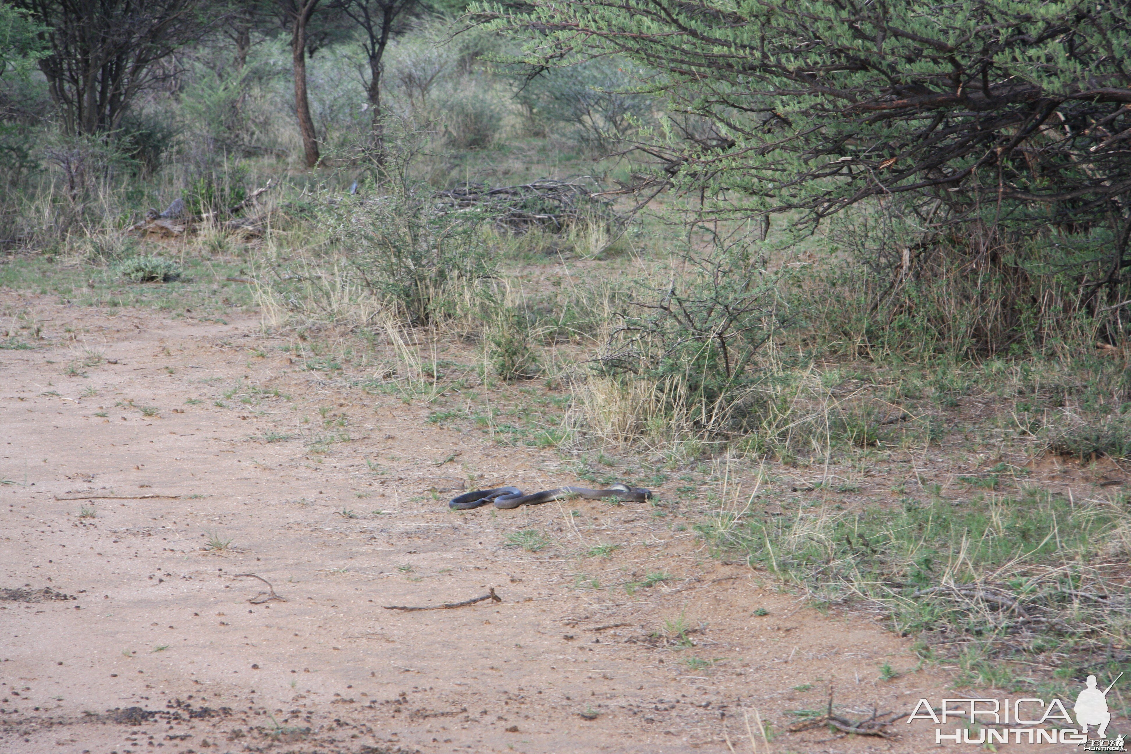 Black Mamba in Namibia