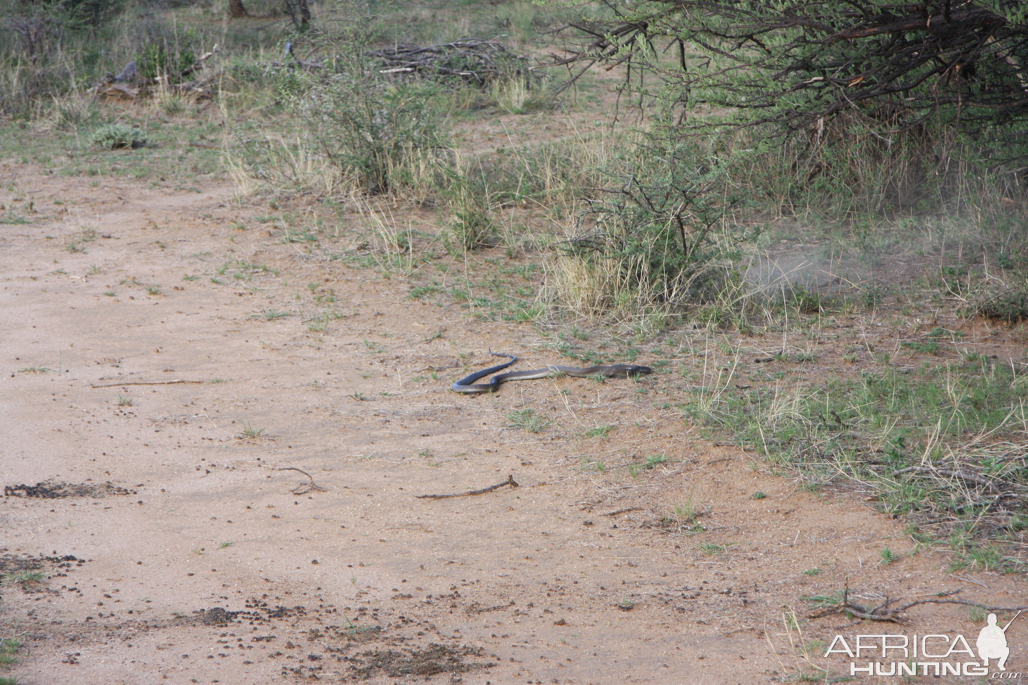 Black Mamba in Namibia