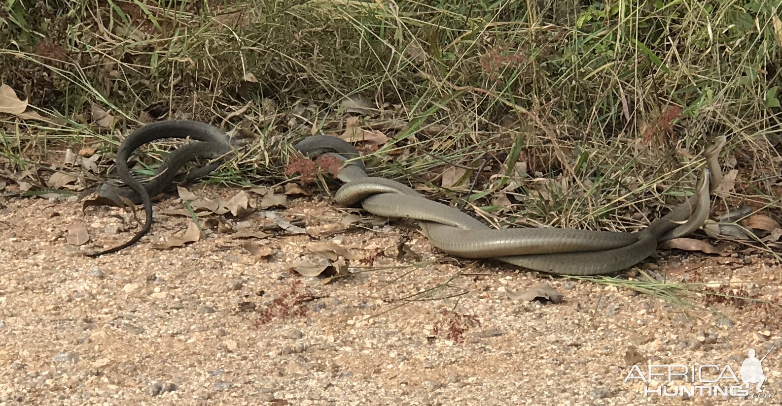 Black Mamba males sparring