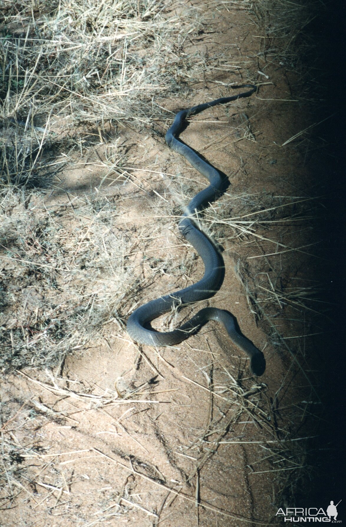 Black Mamba Namibia