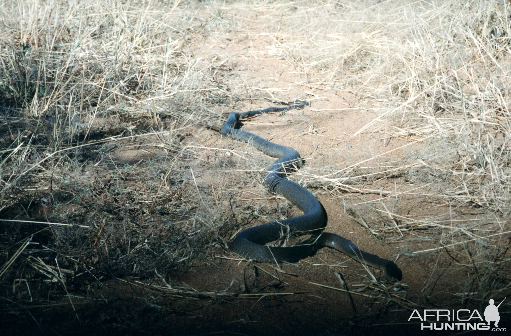 Black Mamba Namibia