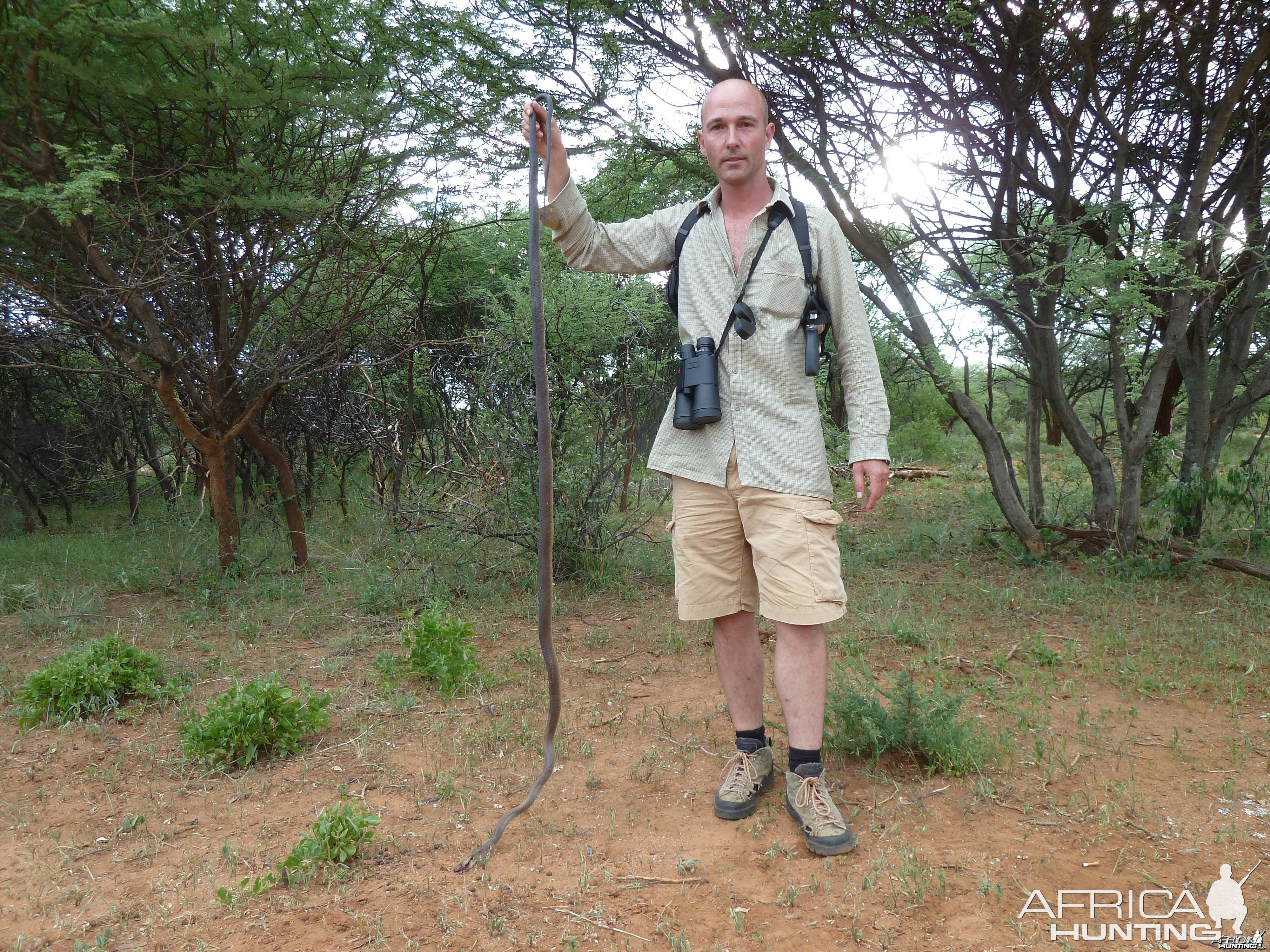 Black Mamba Namibia