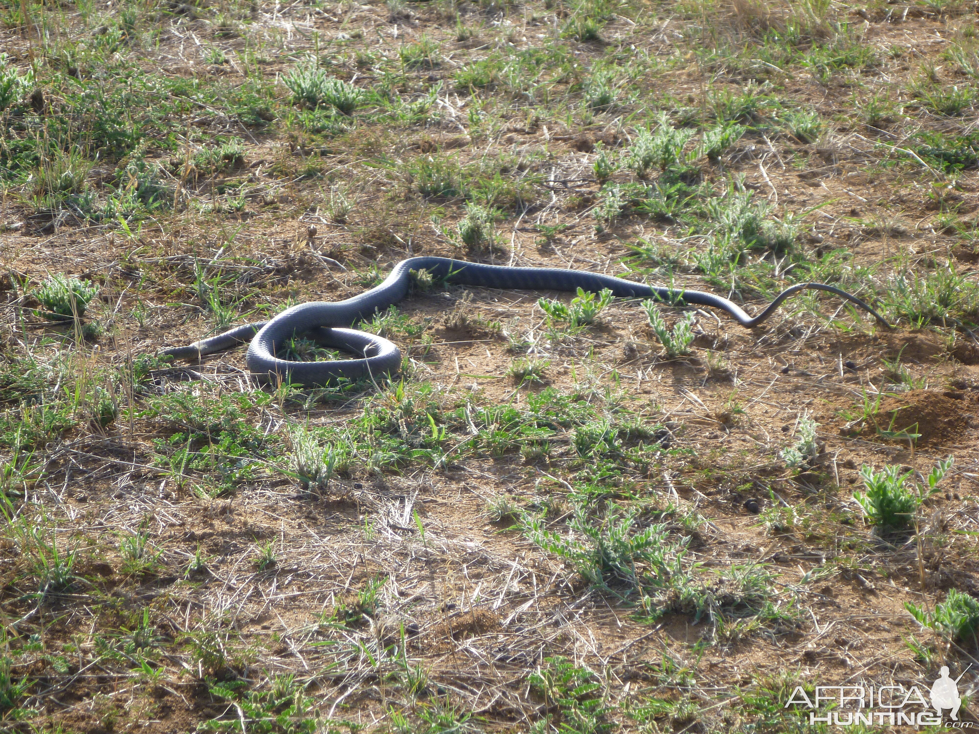 Black Mamba Namibia