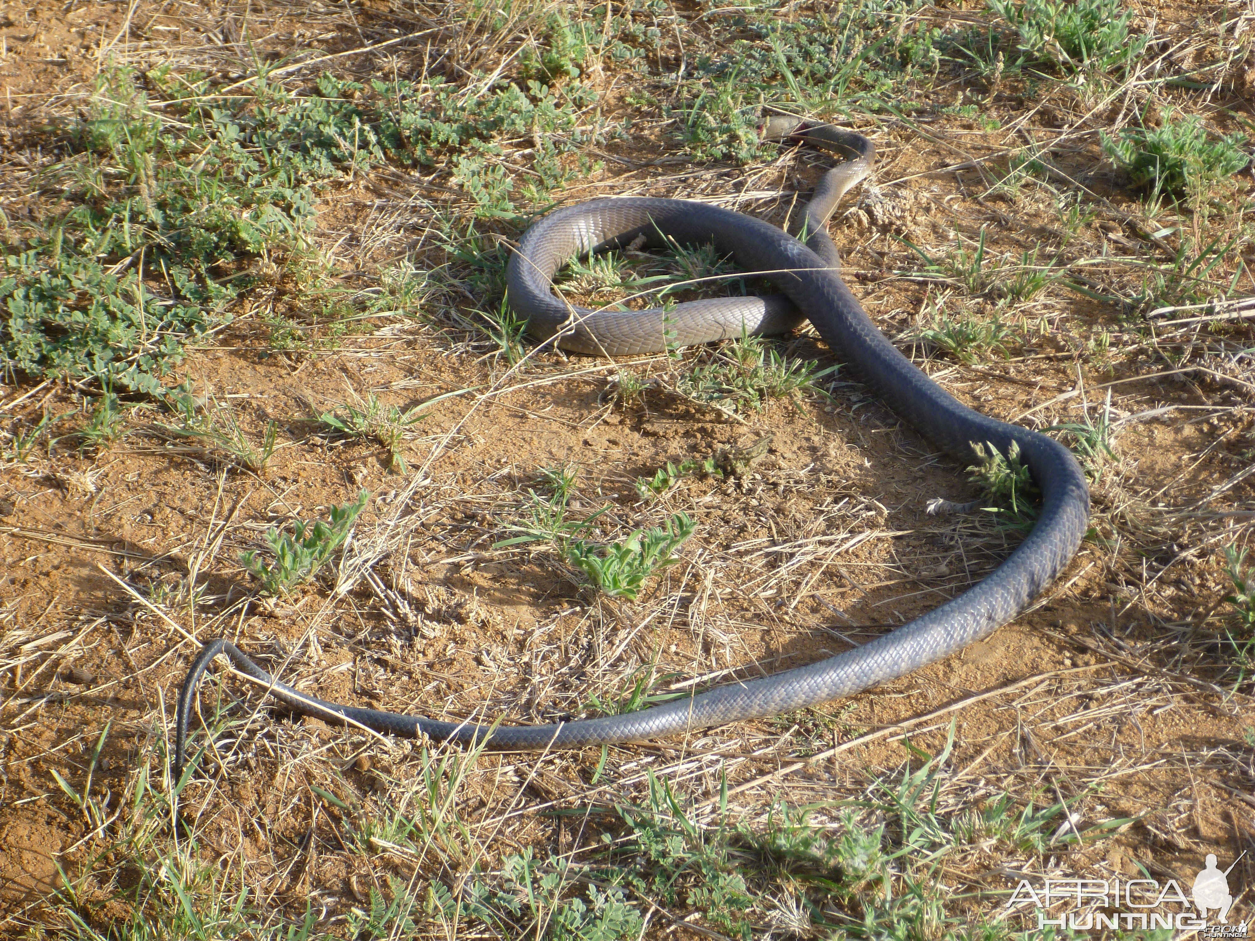 Black Mamba Namibia