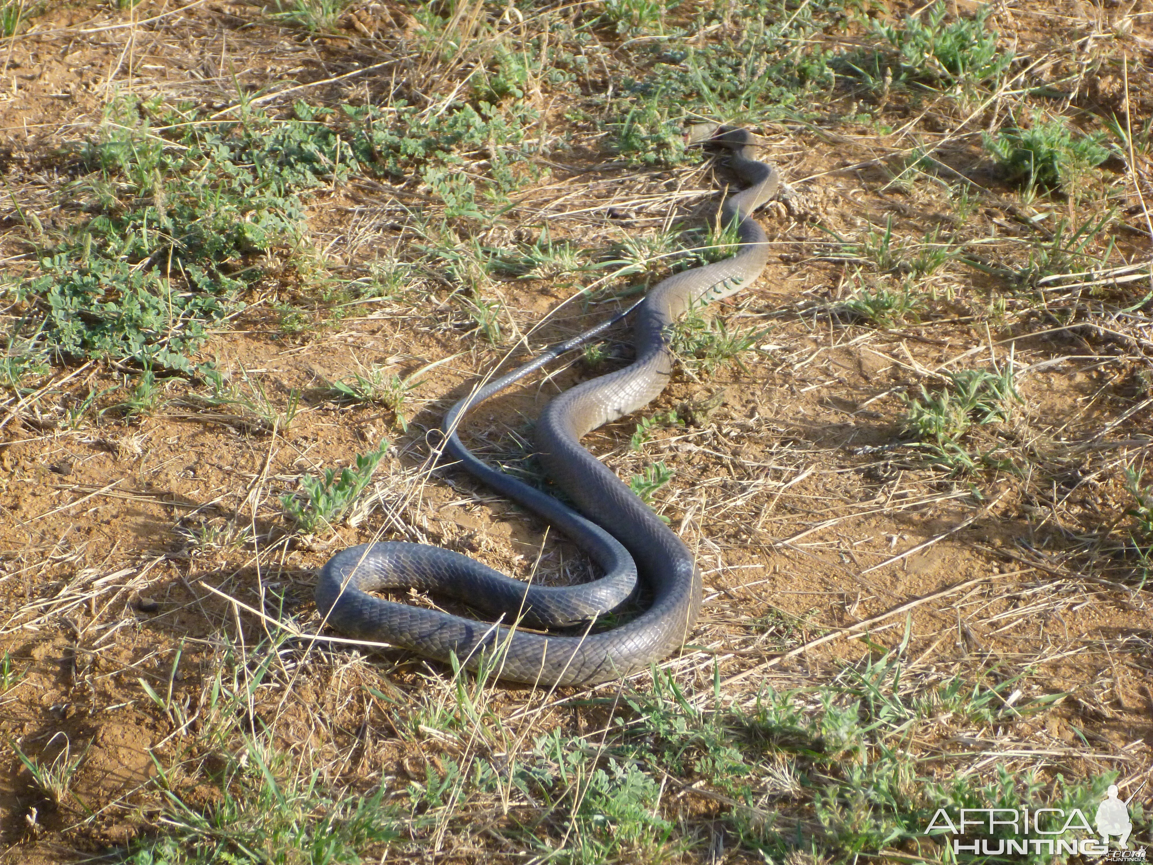 Black Mamba Namibia