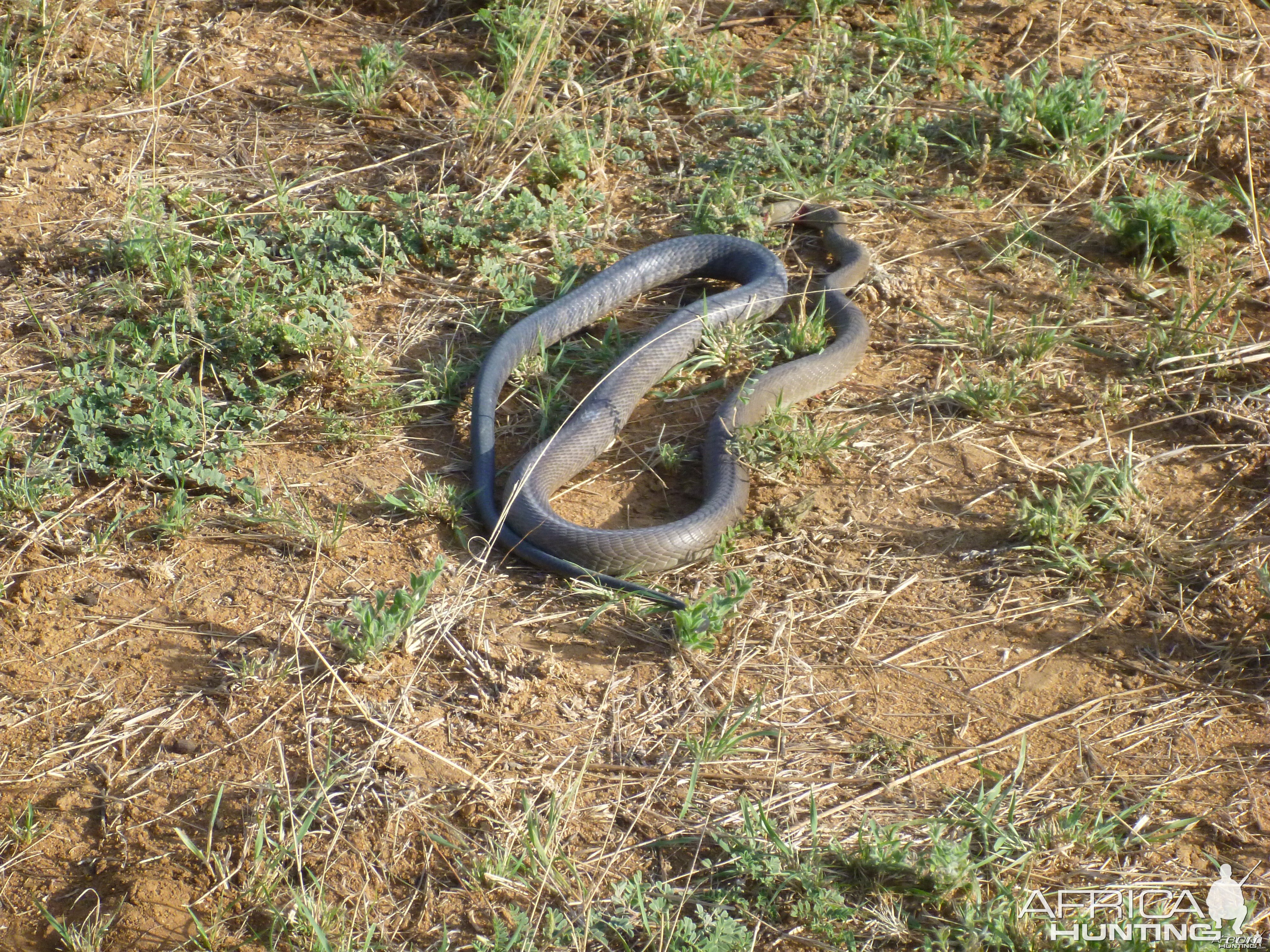 Black Mamba Namibia