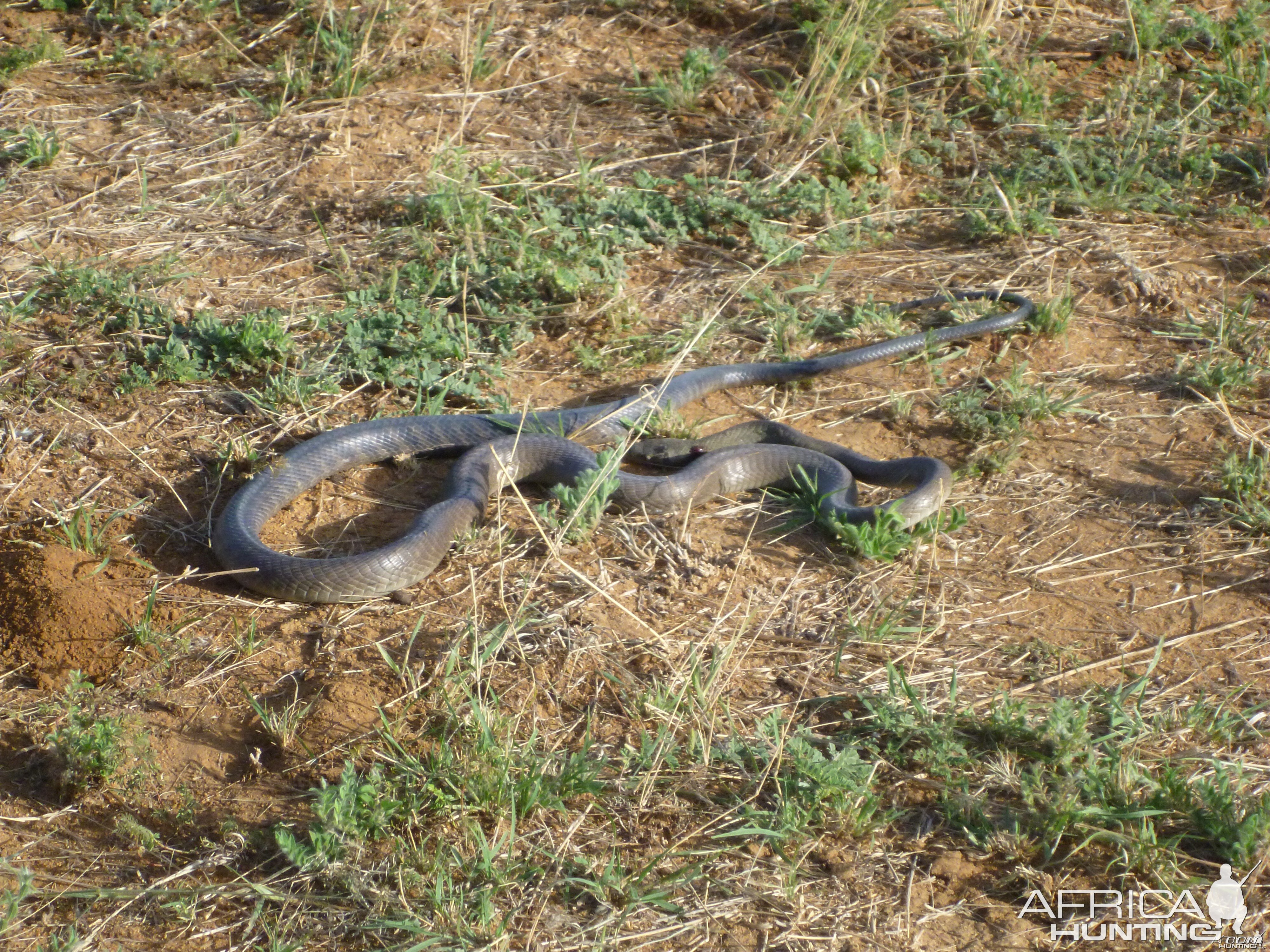 Black Mamba Namibia