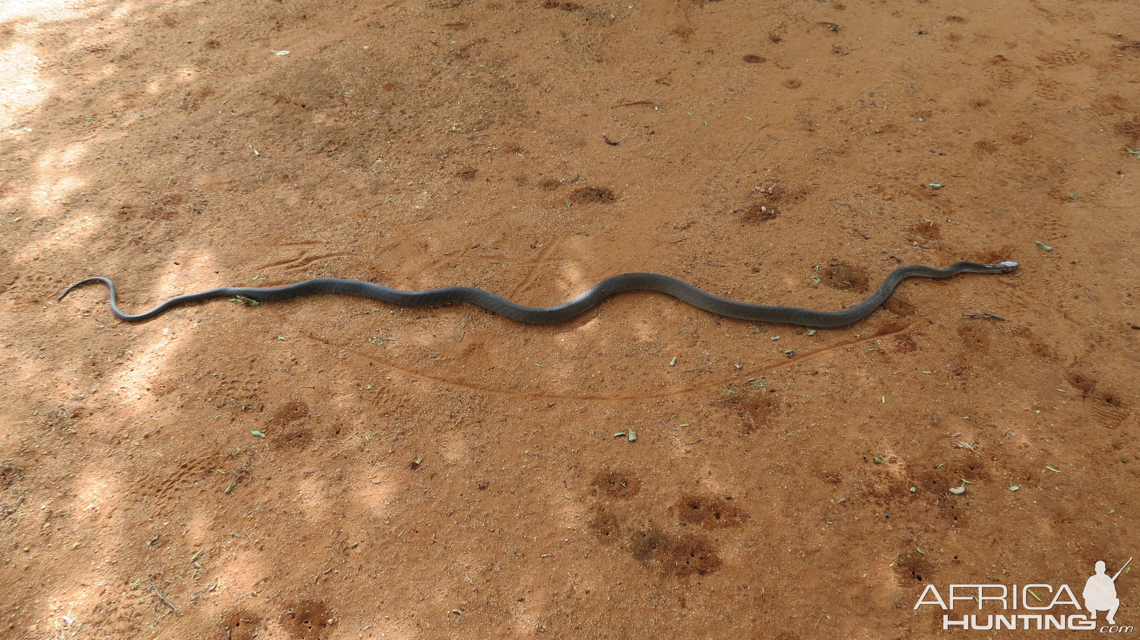 Black Mamba Namibia