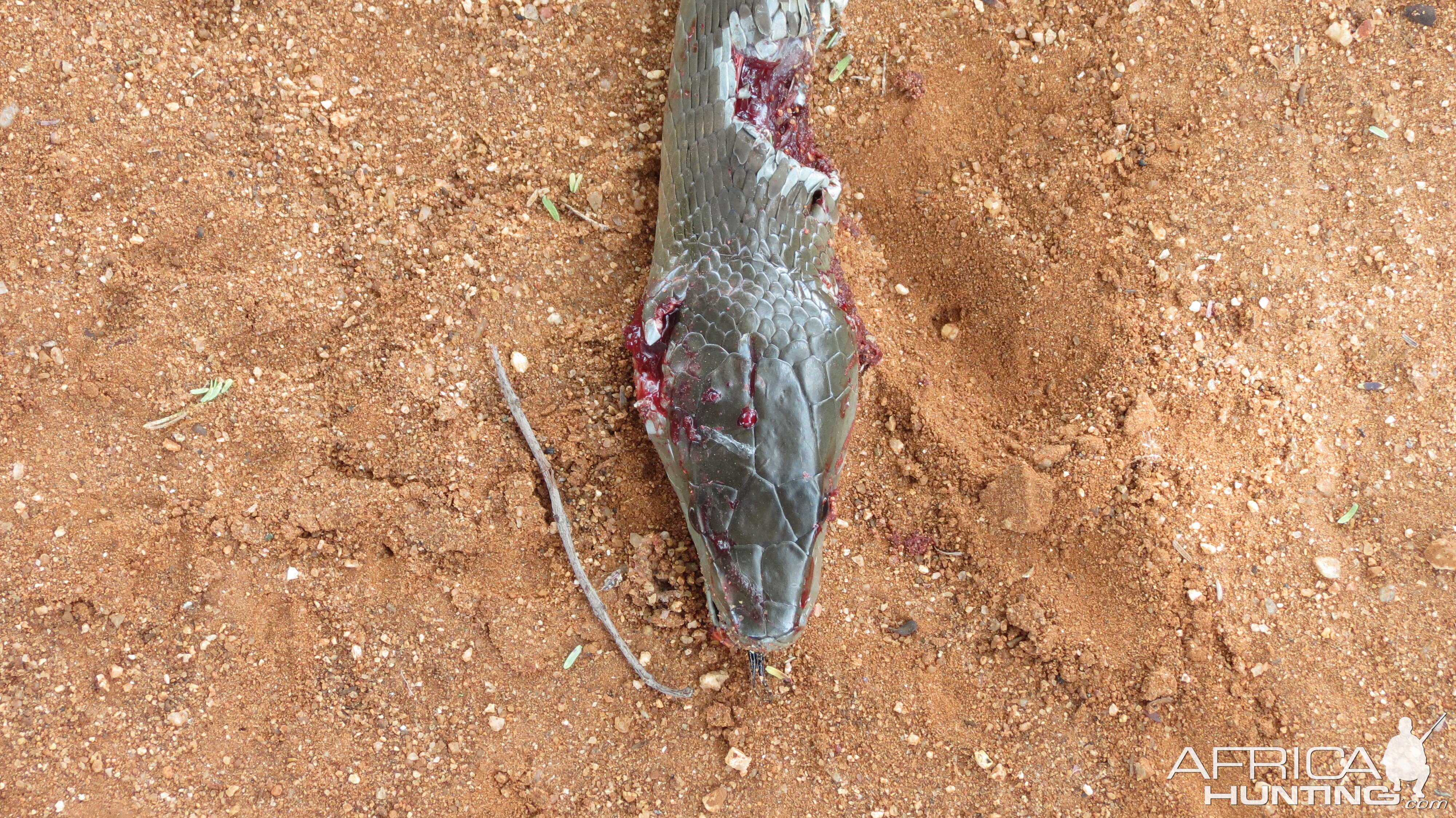 Black Mamba Namibia