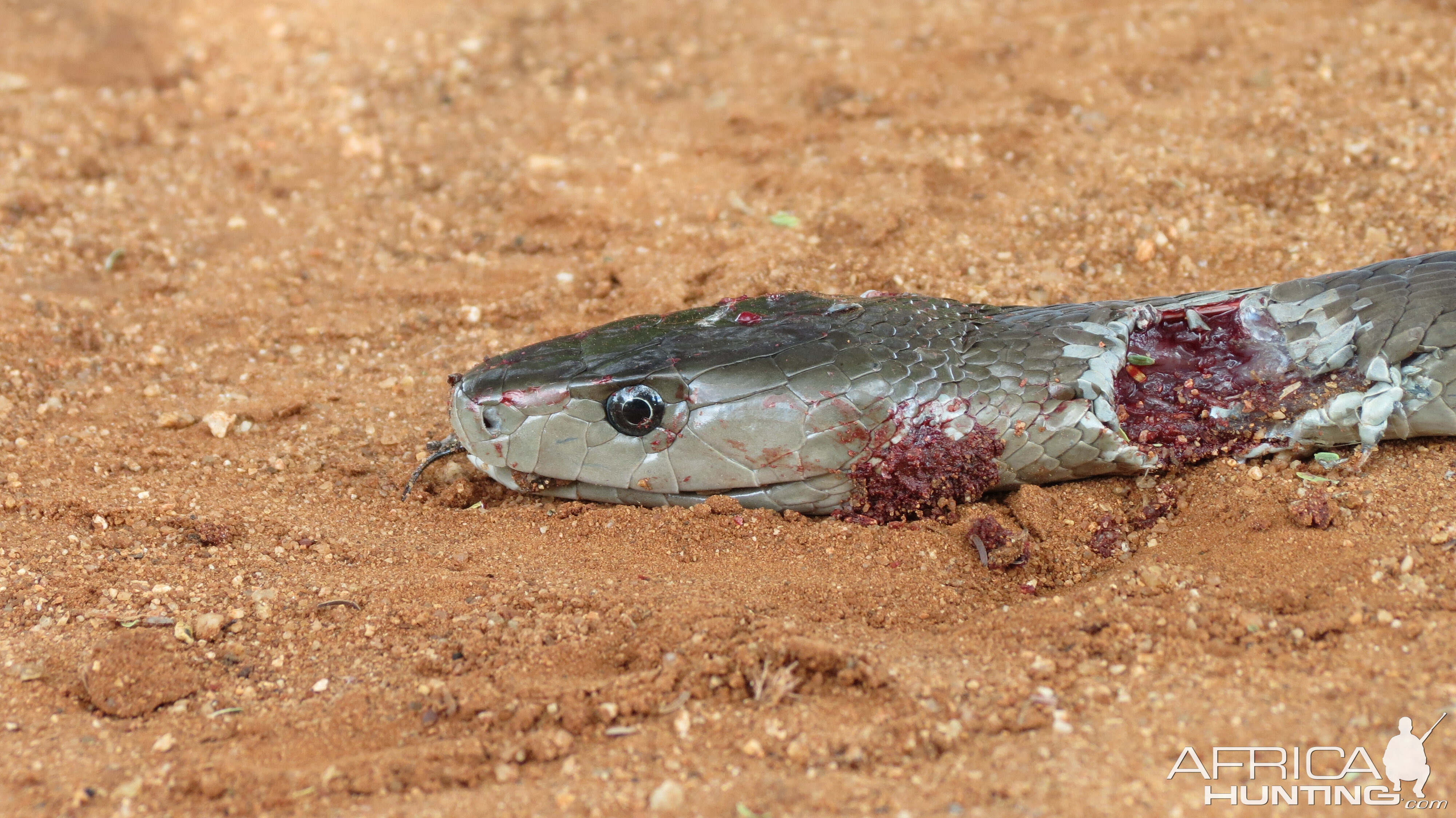 Black Mamba Namibia