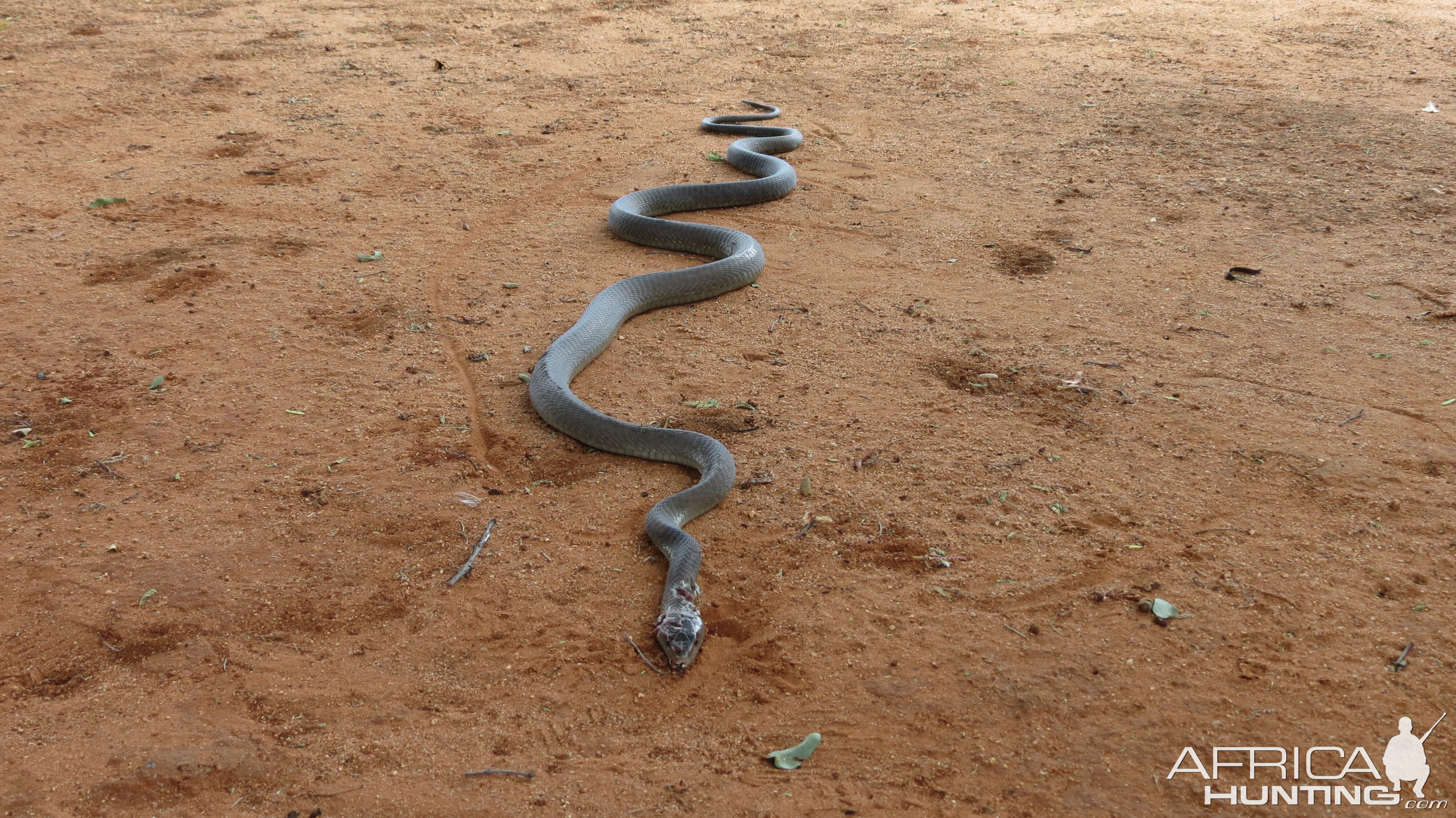 Black Mamba Namibia