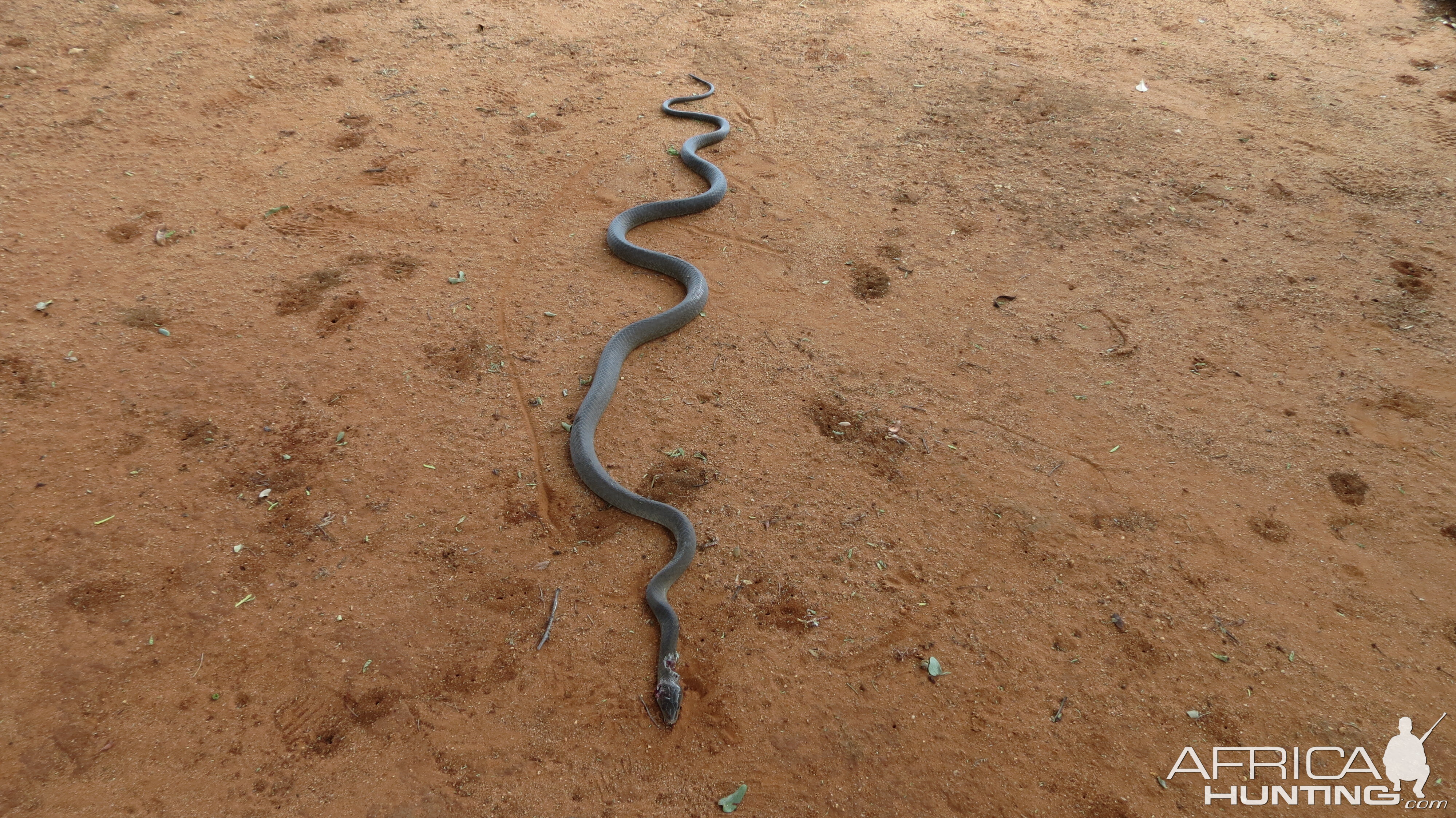 Black Mamba Namibia