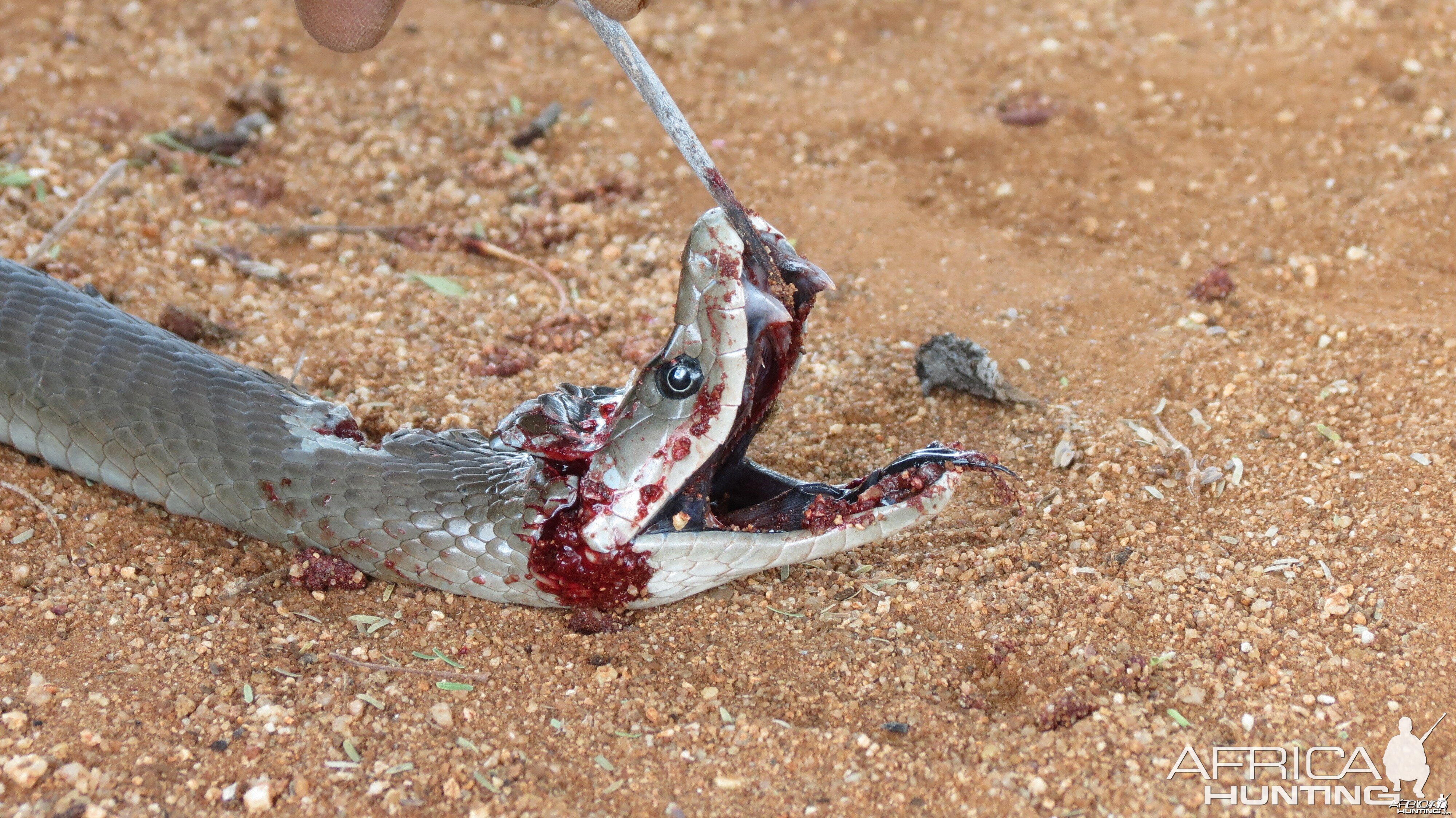 Black Mamba Namibia