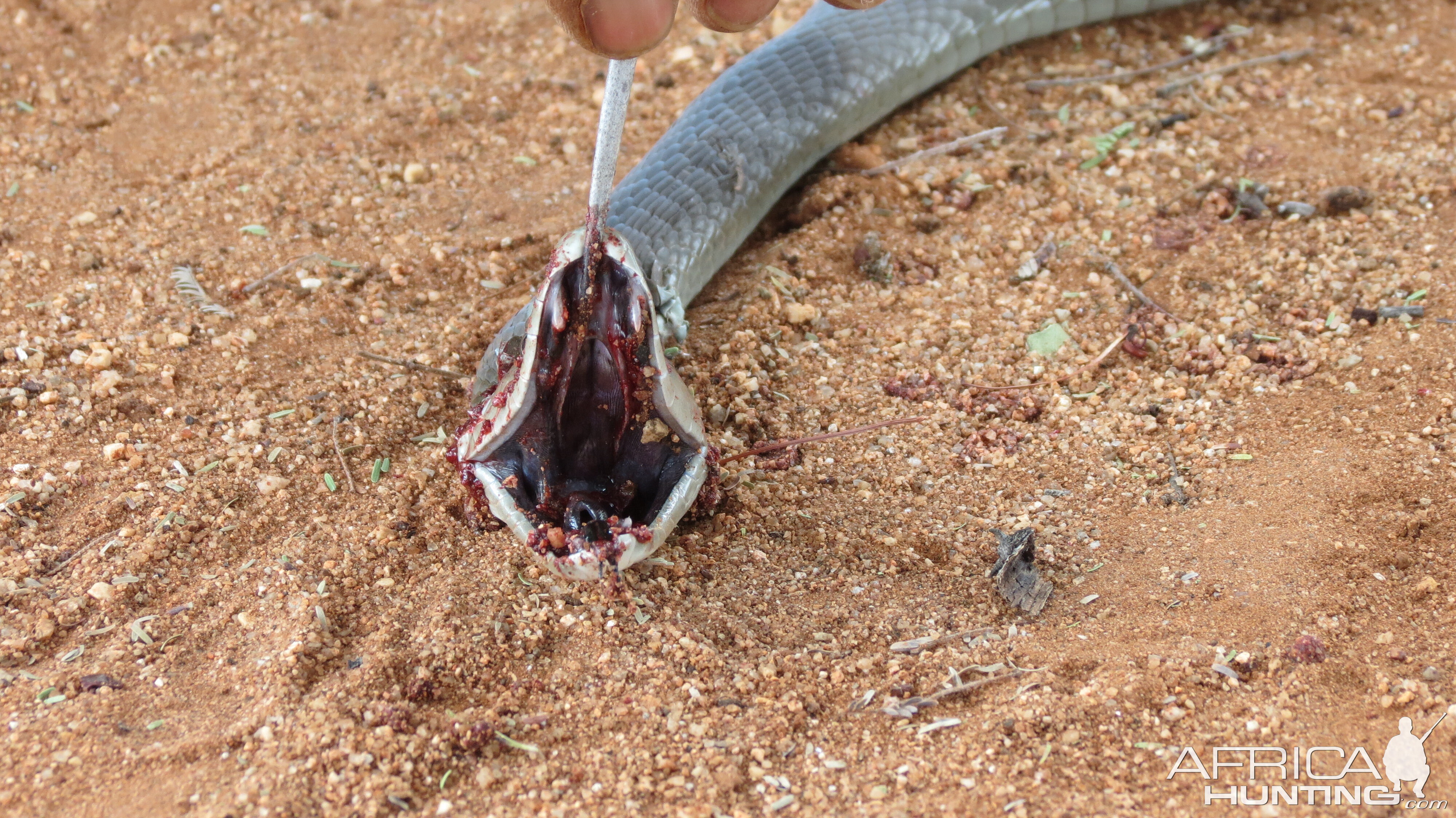 Black Mamba Namibia