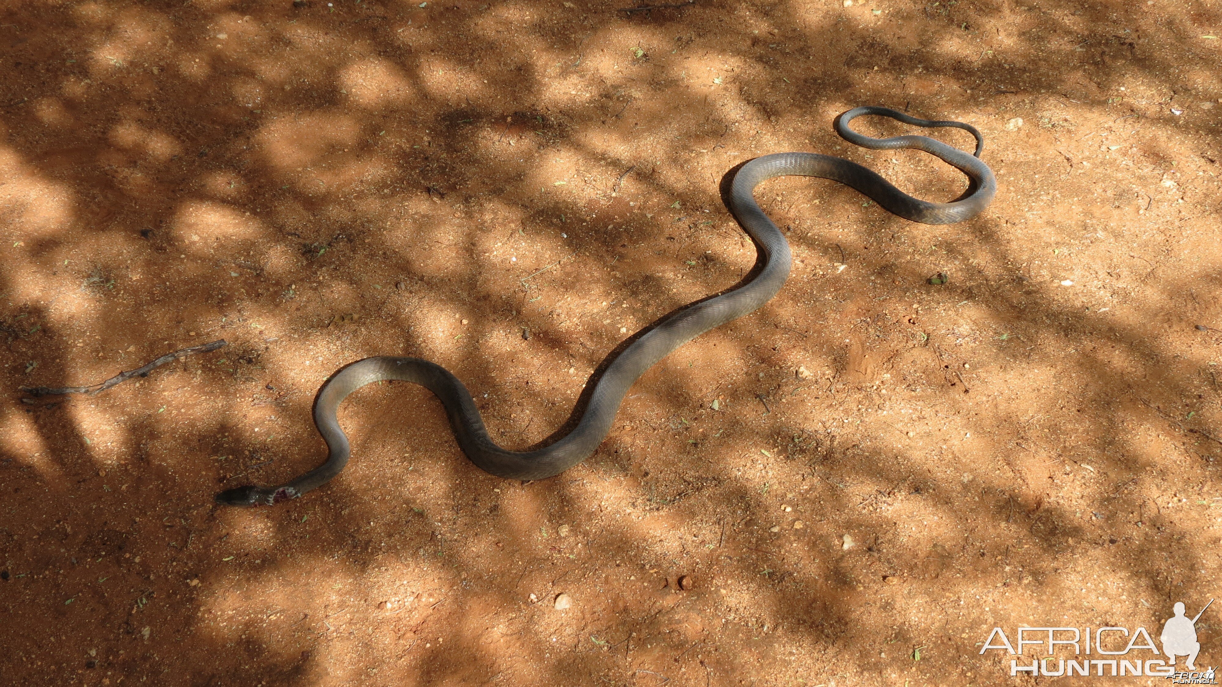 Black Mamba Namibia