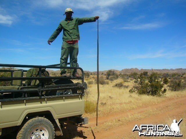 Black Mamba Namibia