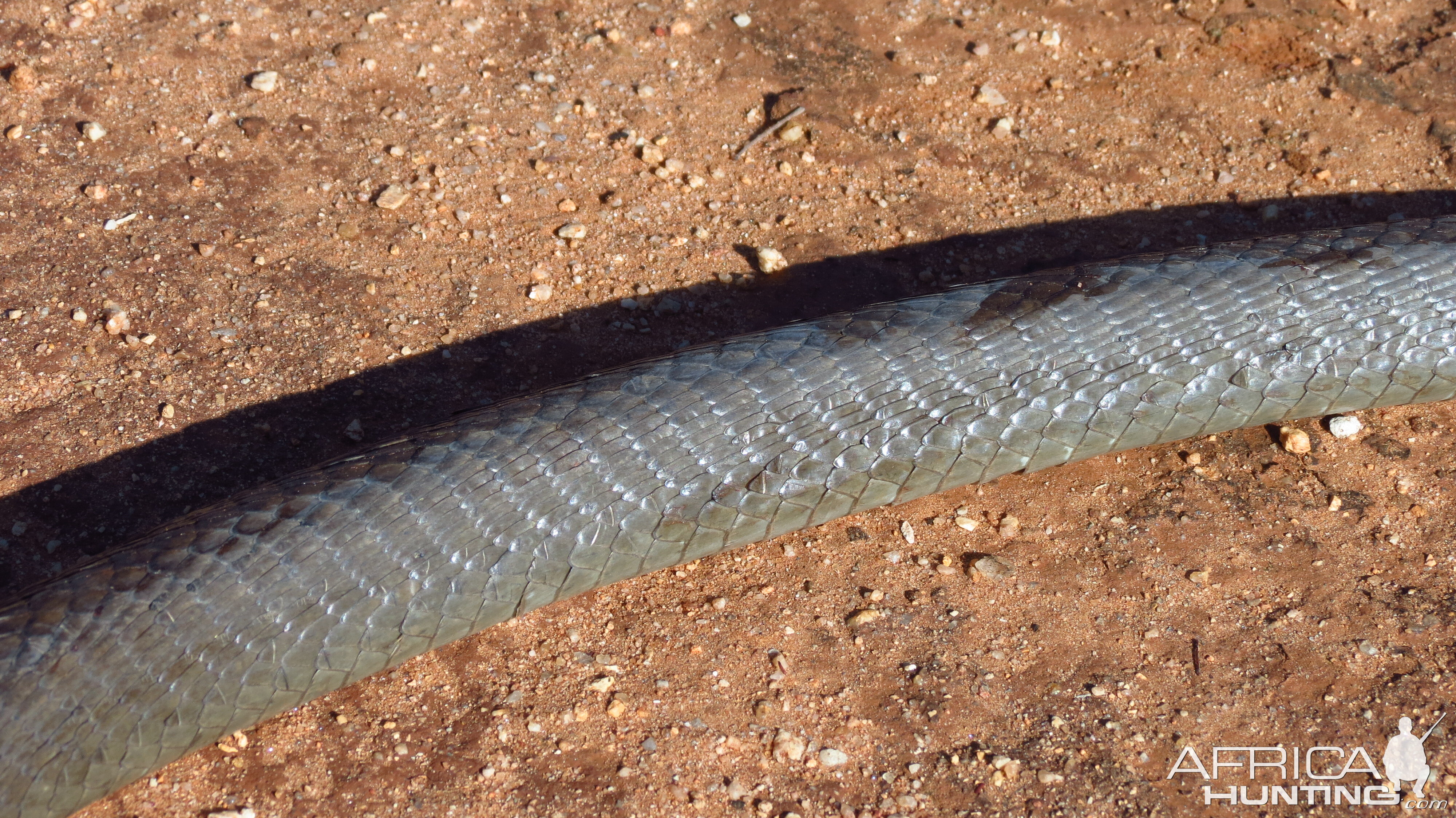 Black Mamba Namibia