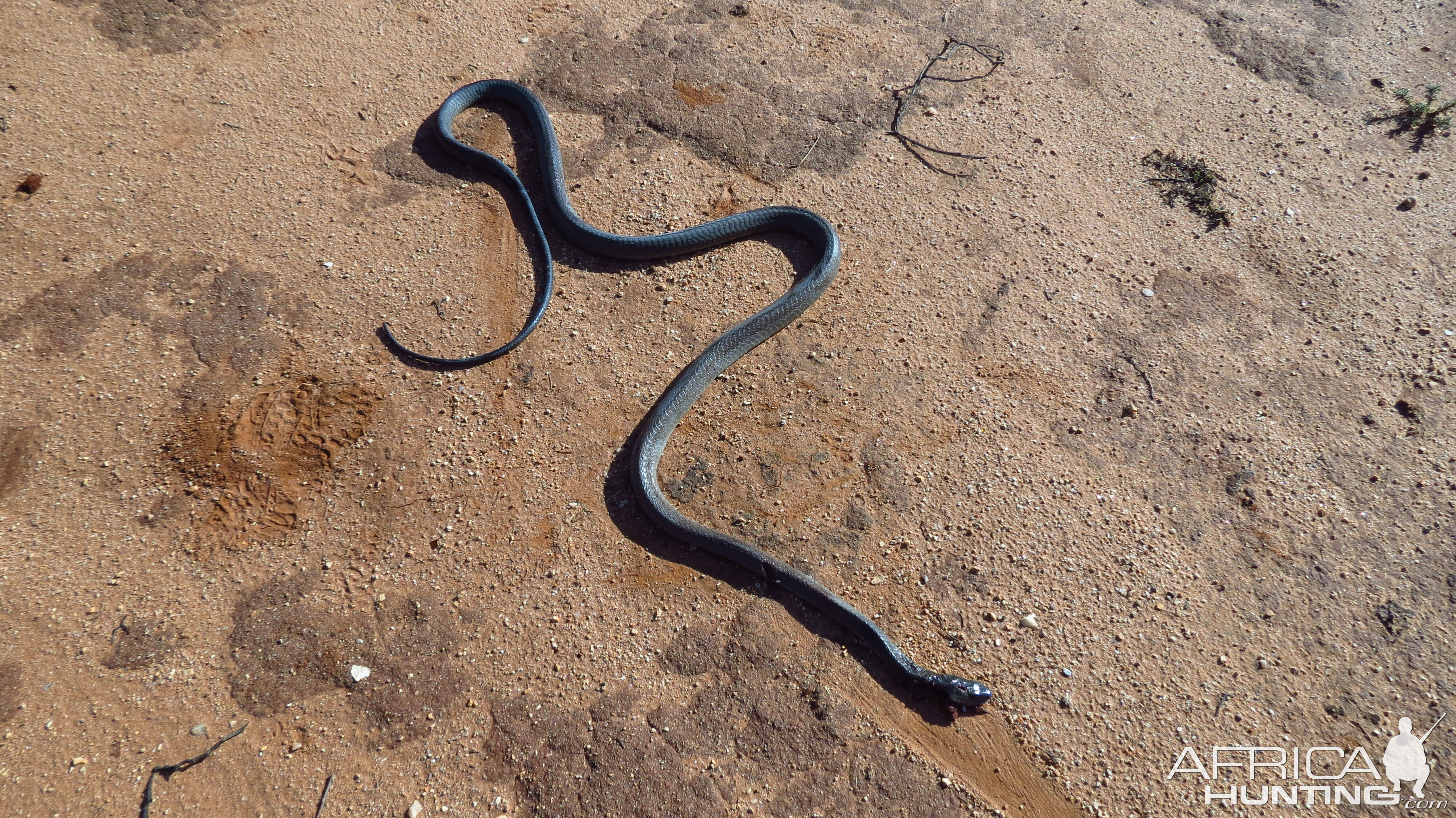 Black Mamba Namibia