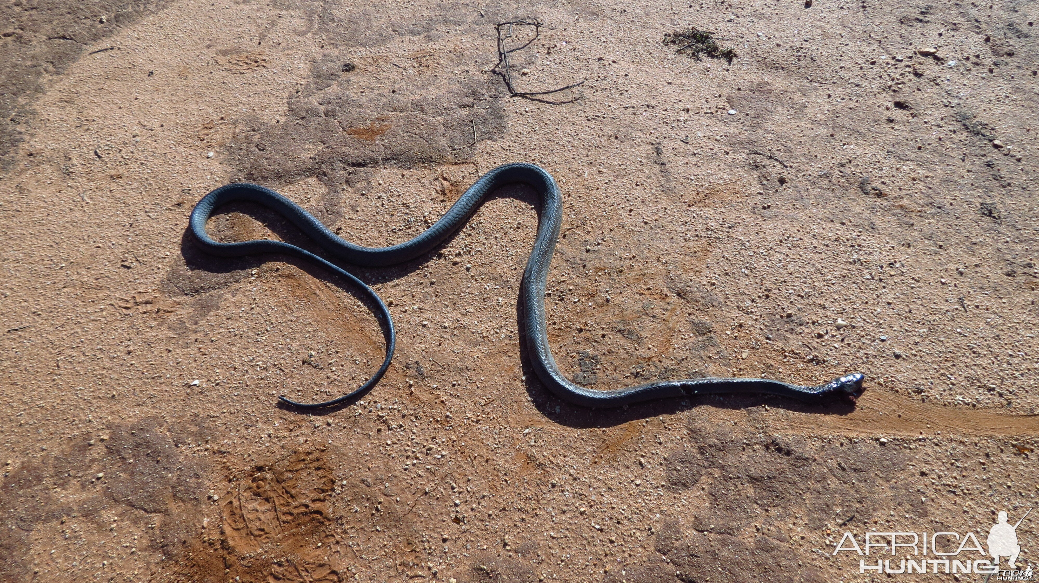 Black Mamba Namibia