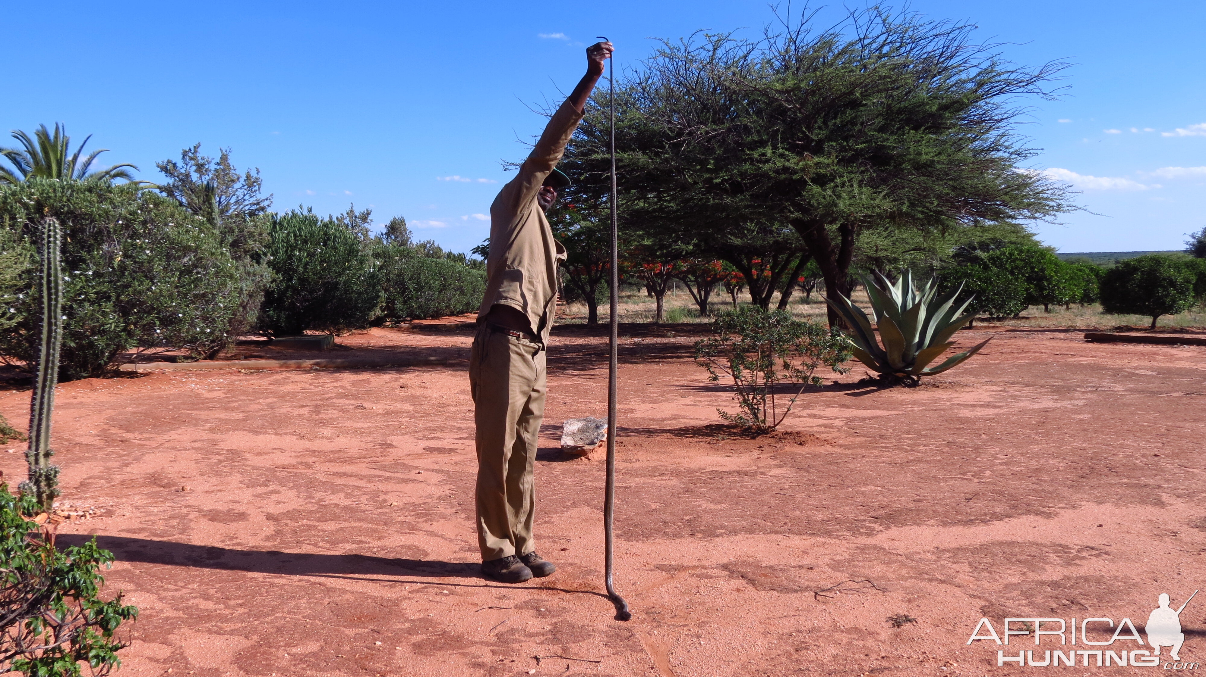 Black Mamba Namibia