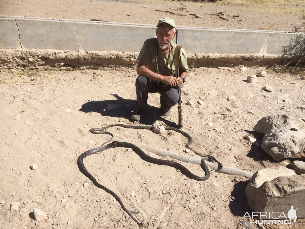 Black mamba - Namibia