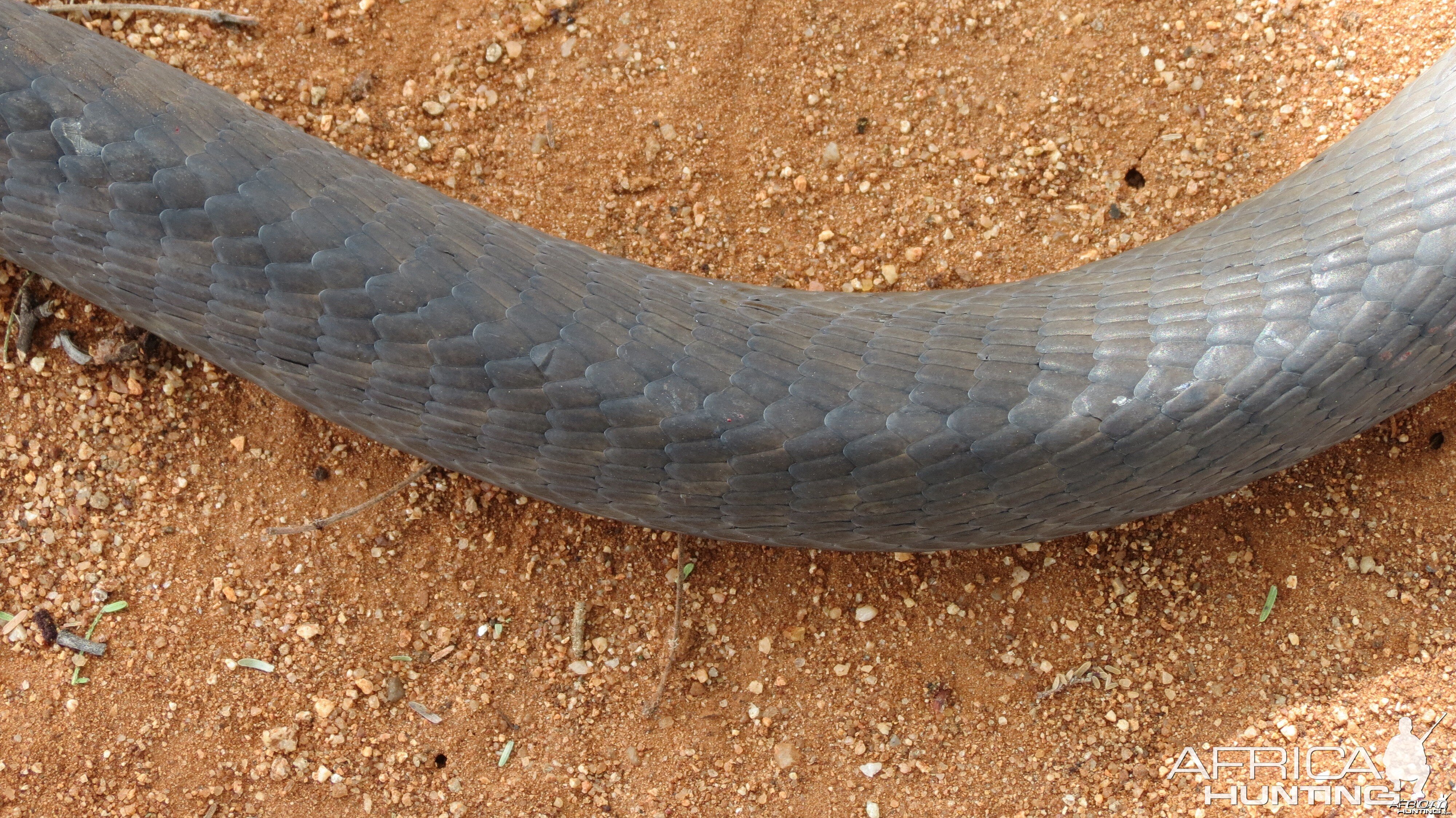 Black Mamba Skin Namibia