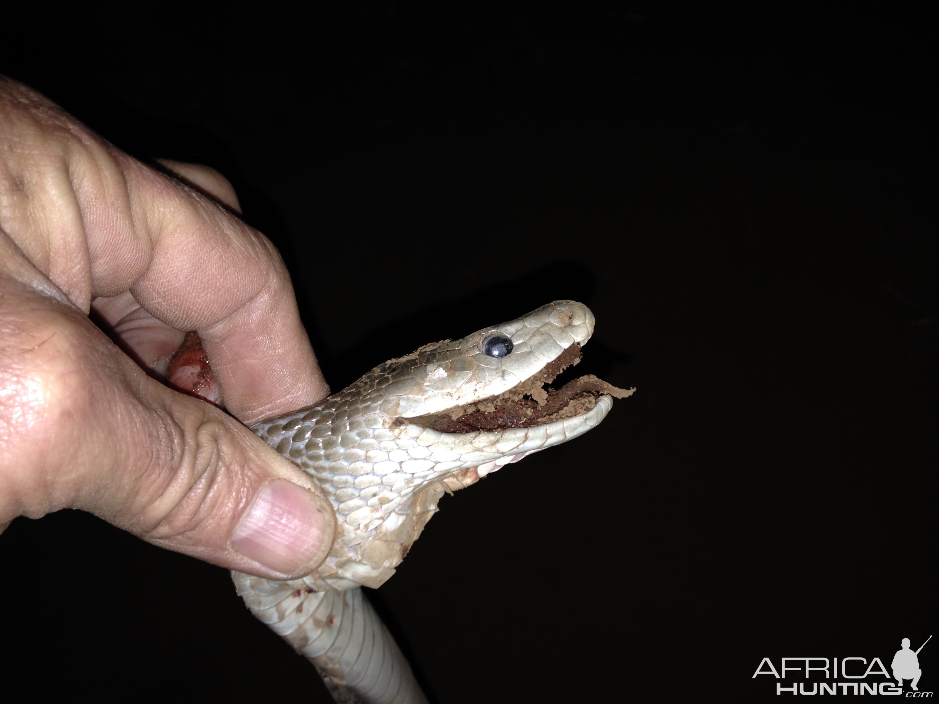 Black Mamba Snake Head