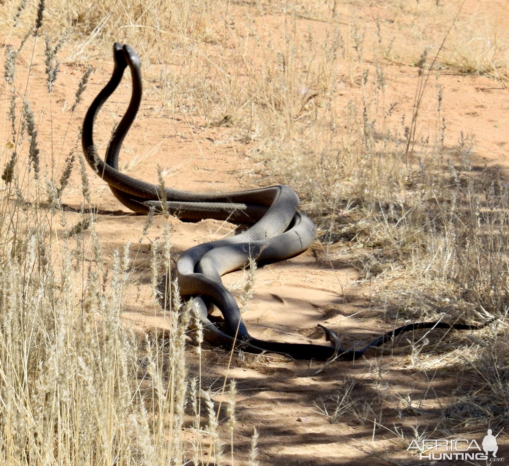 Black Mambas Mating