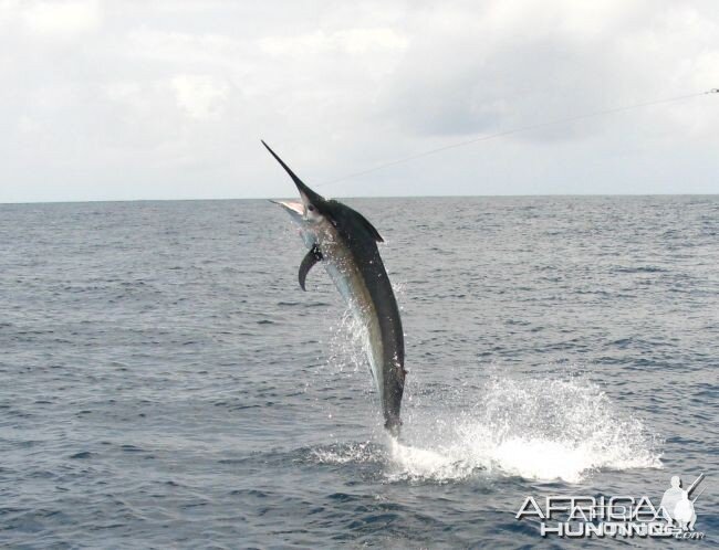 Black Marlin