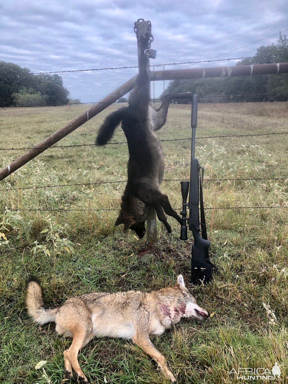 Black & Normal Coyote Hunt