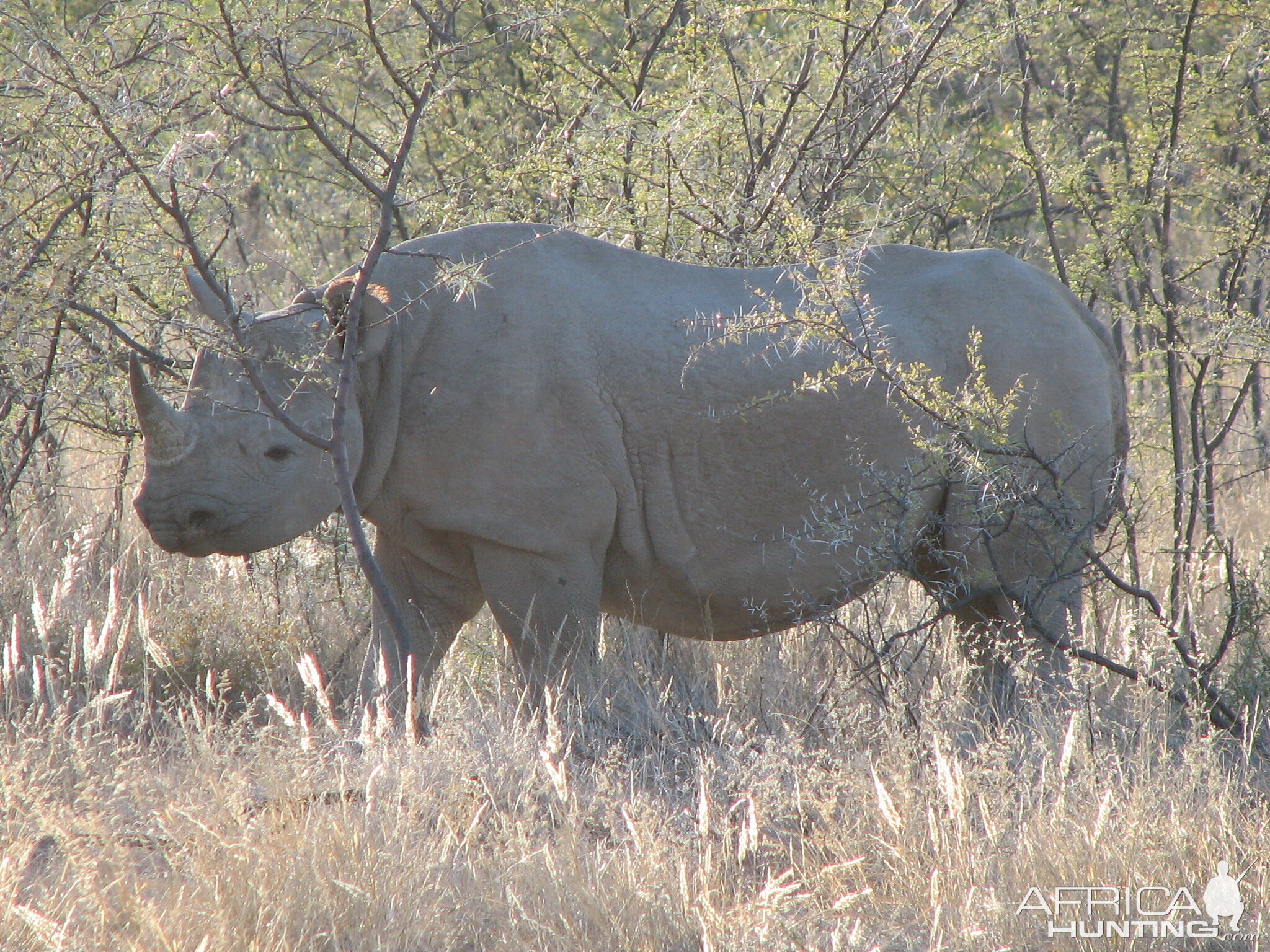 Black Rhino at Etosha National Park, Namibia