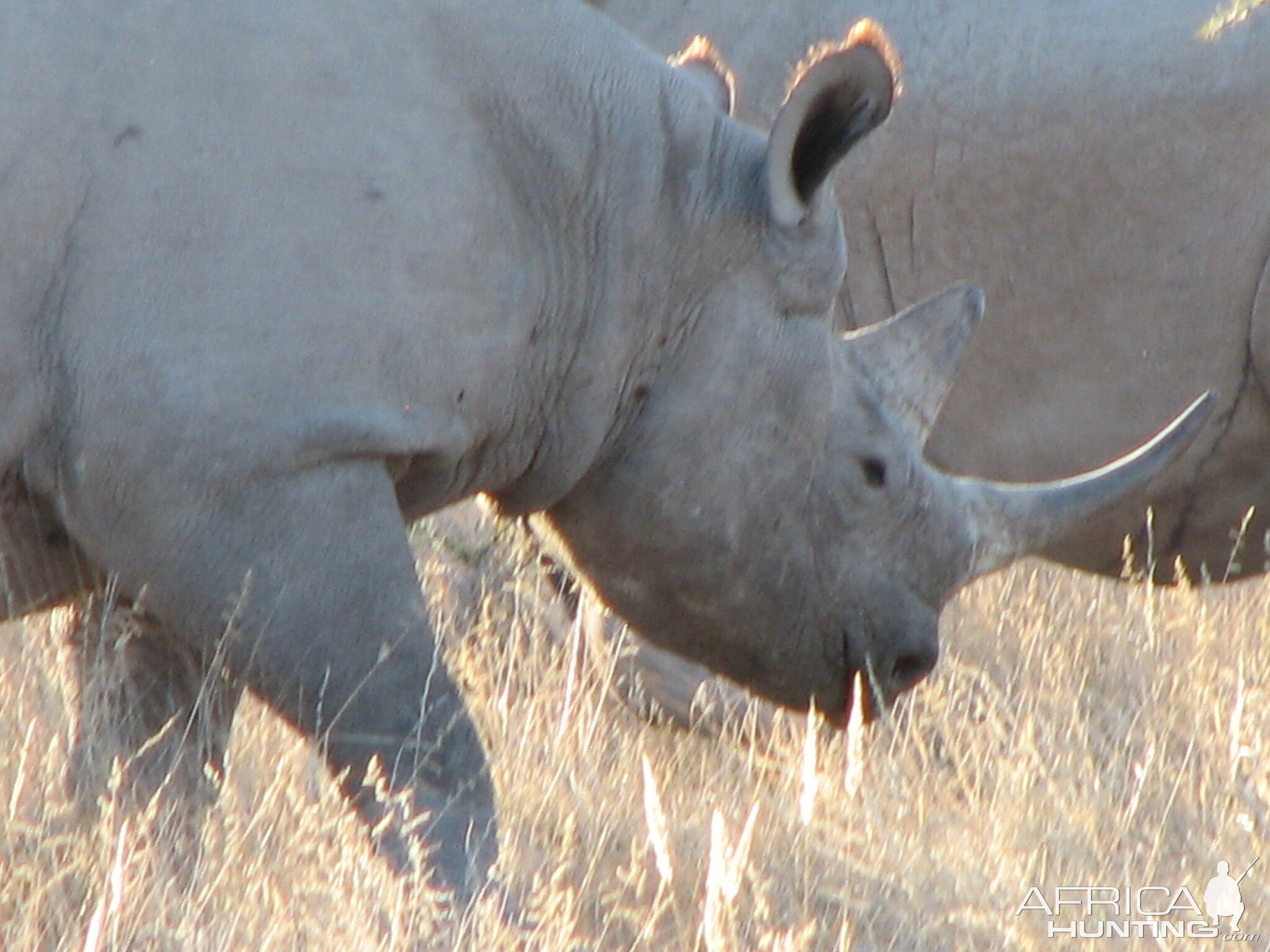 Black Rhino at Etosha National Park, Namibia