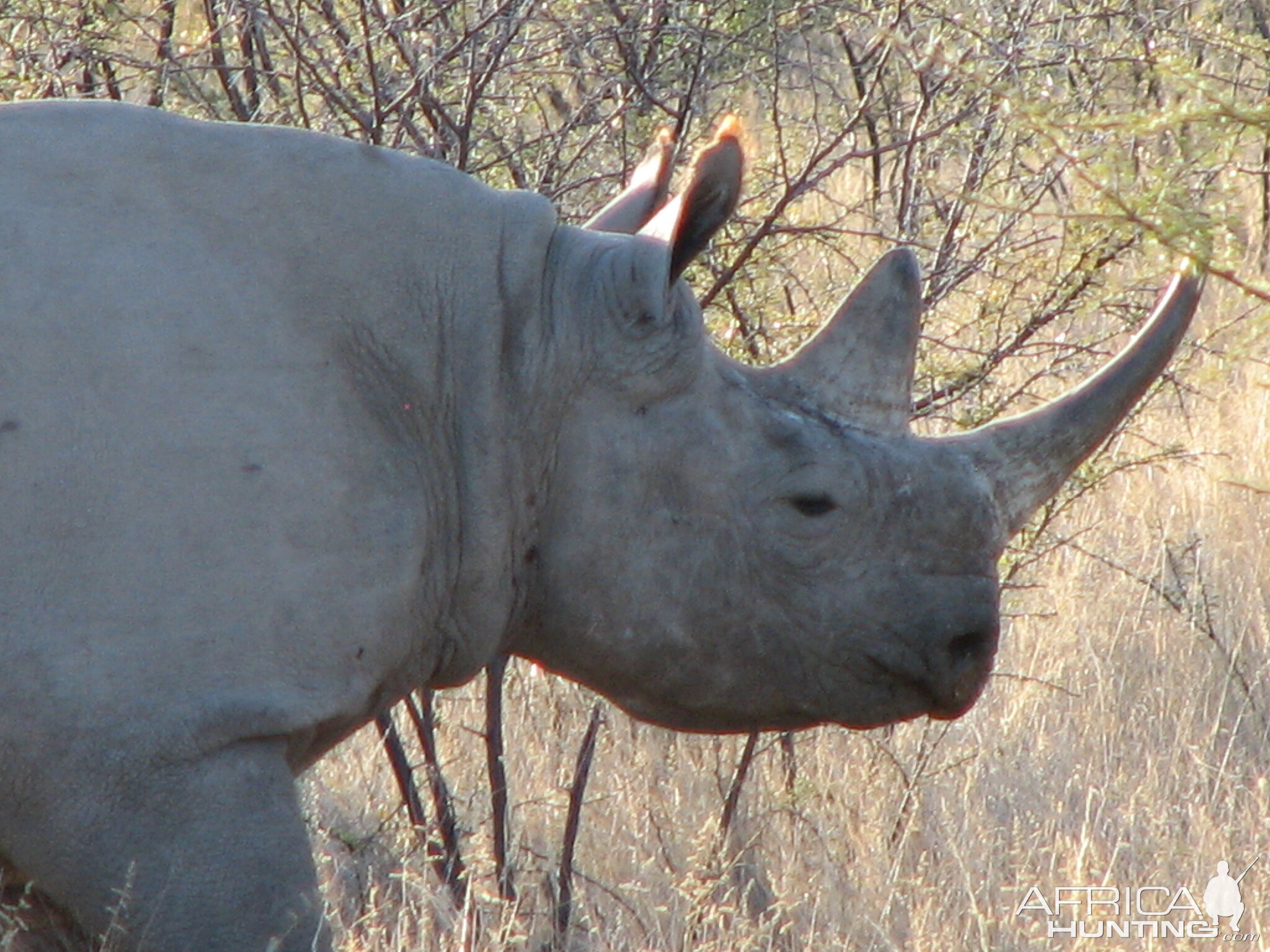 Black Rhino at Etosha National Park, Namibia