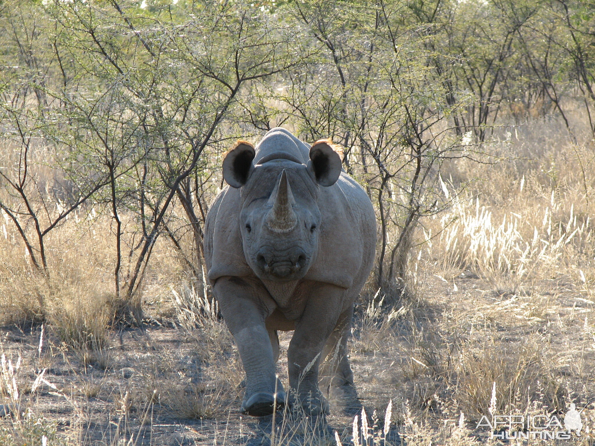 Black Rhino at Etosha National Park, Namibia