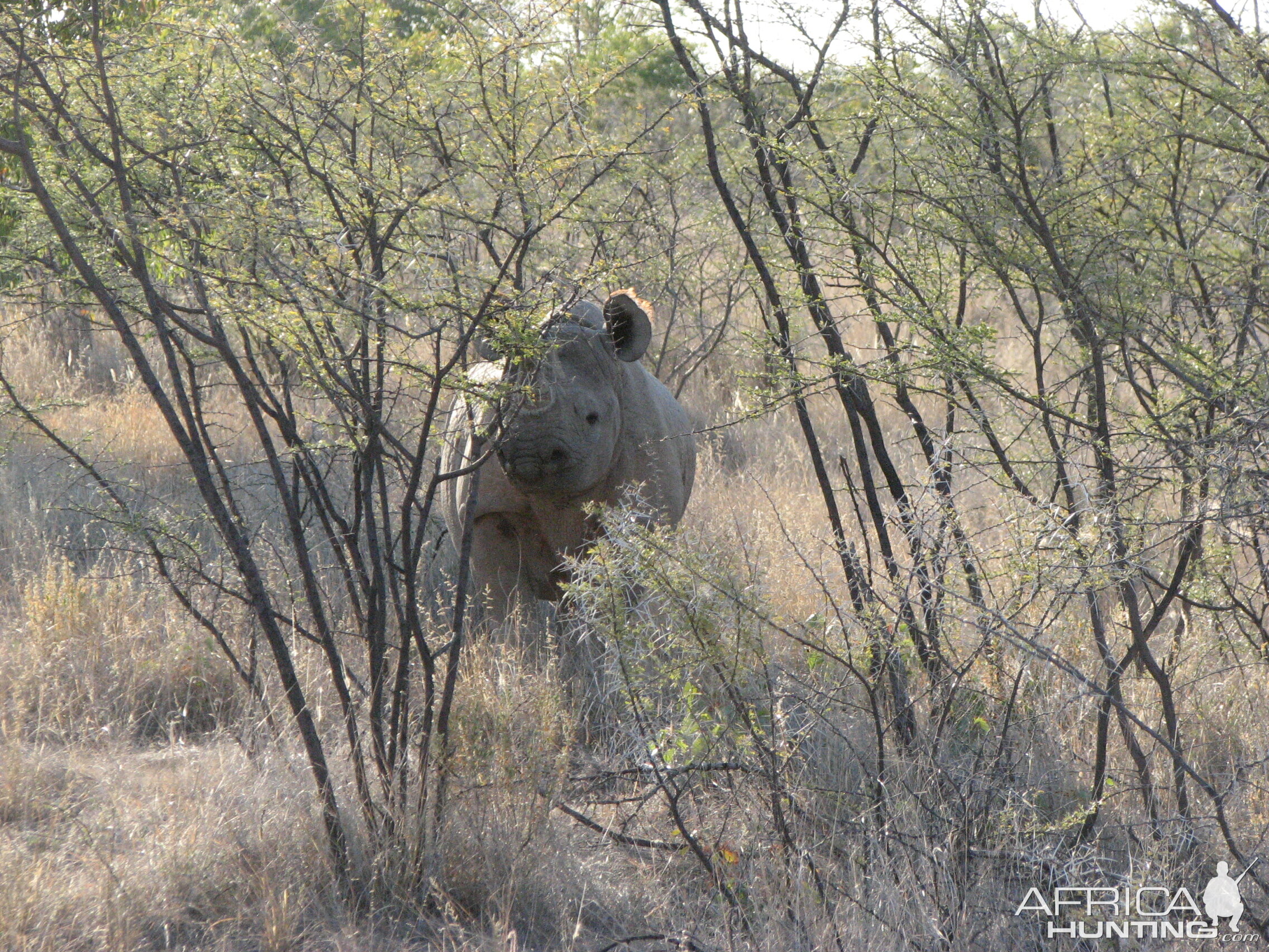 Black Rhino at Etosha National Park, Namibia