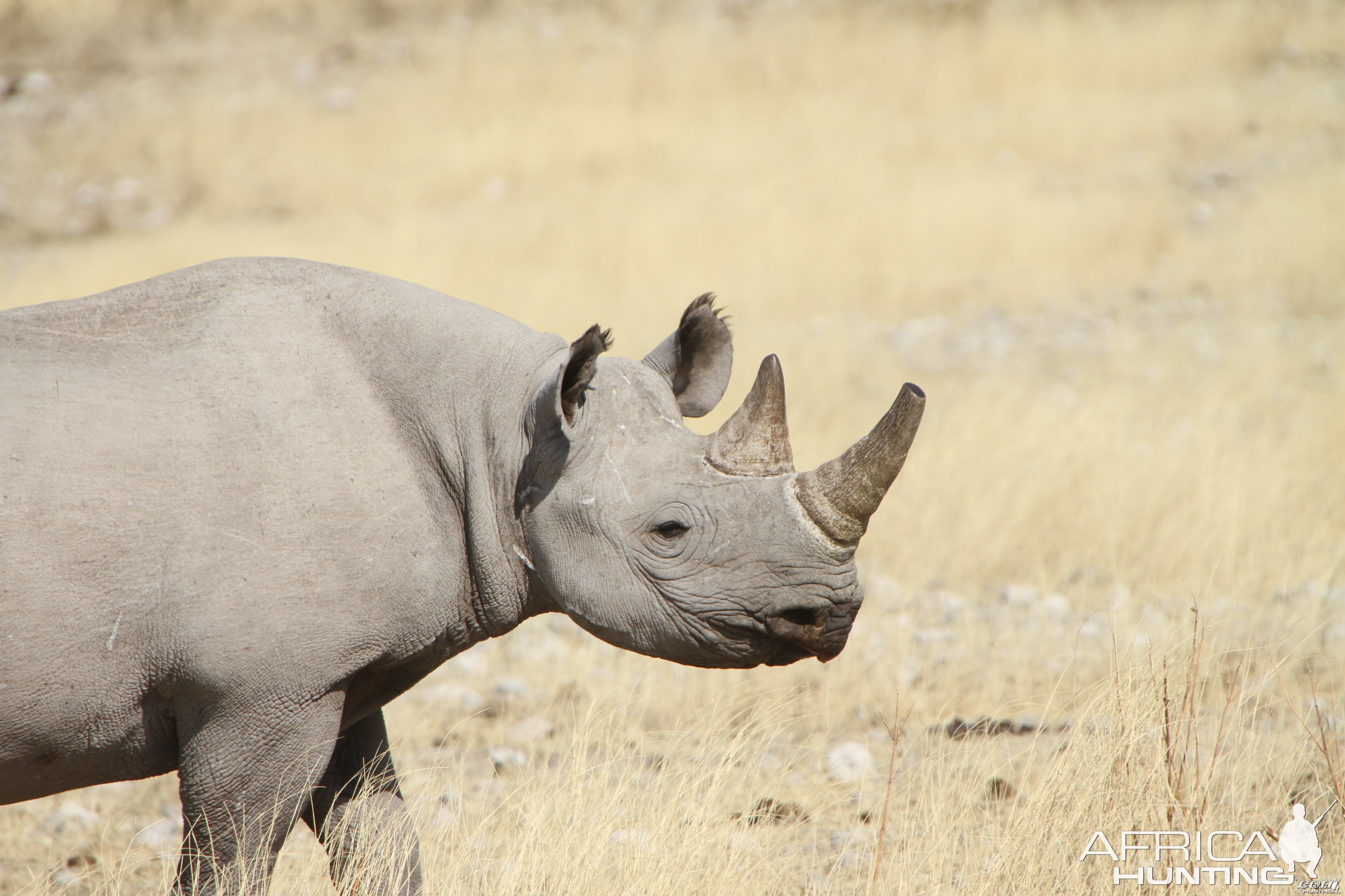 Black Rhino at Etosha National Park