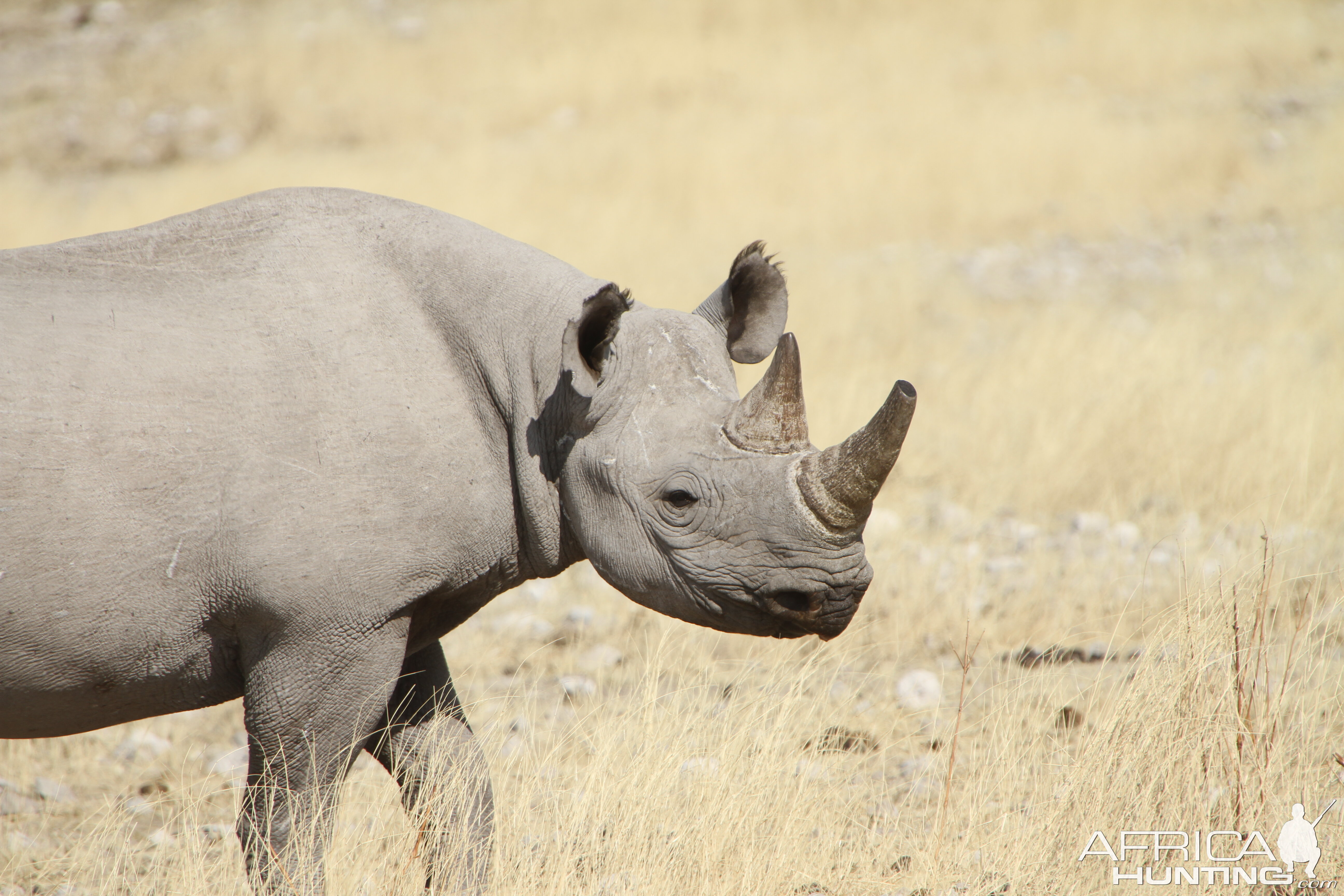 Black Rhino at Etosha National Park