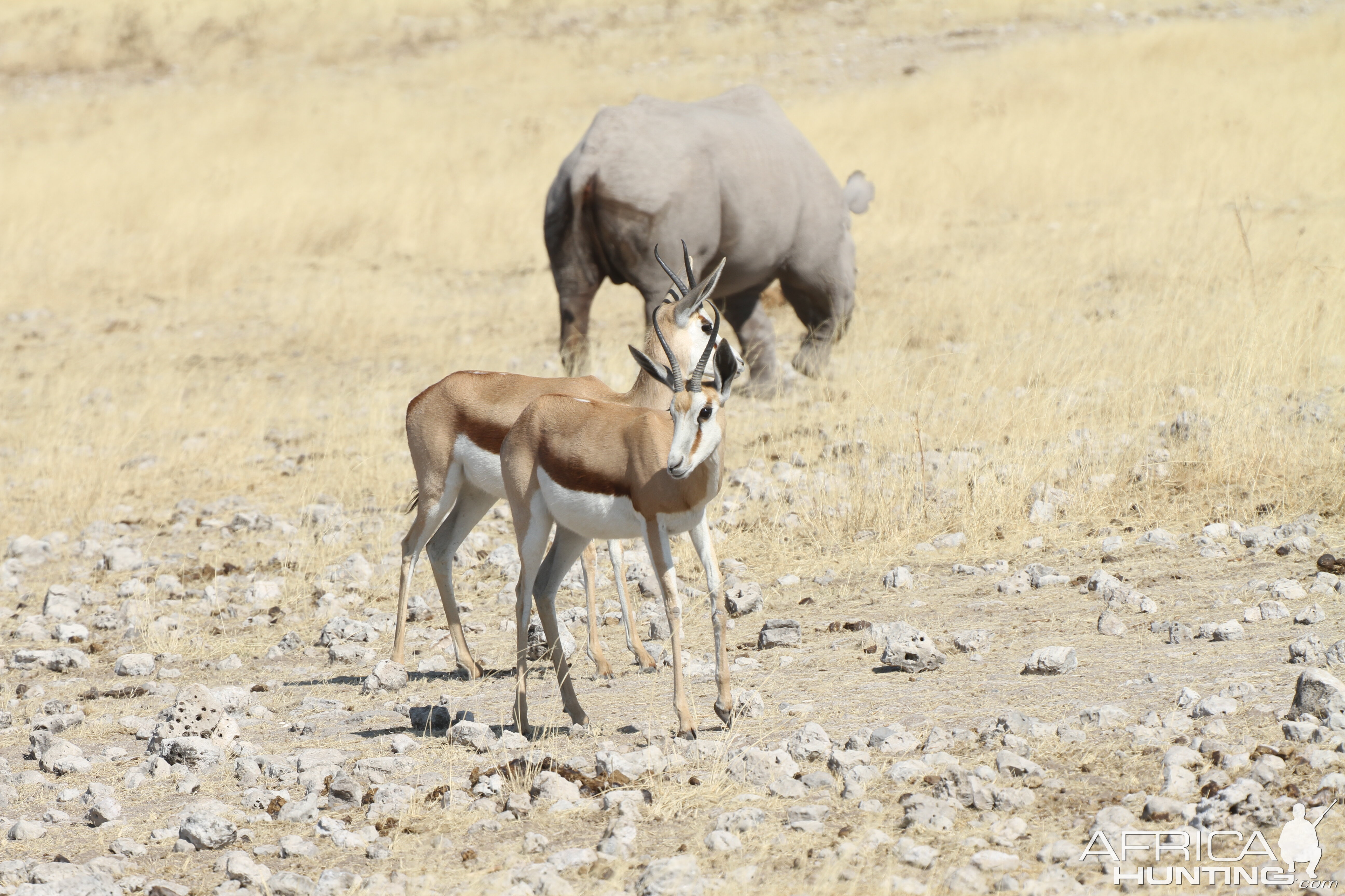 Black Rhino at Etosha National Park