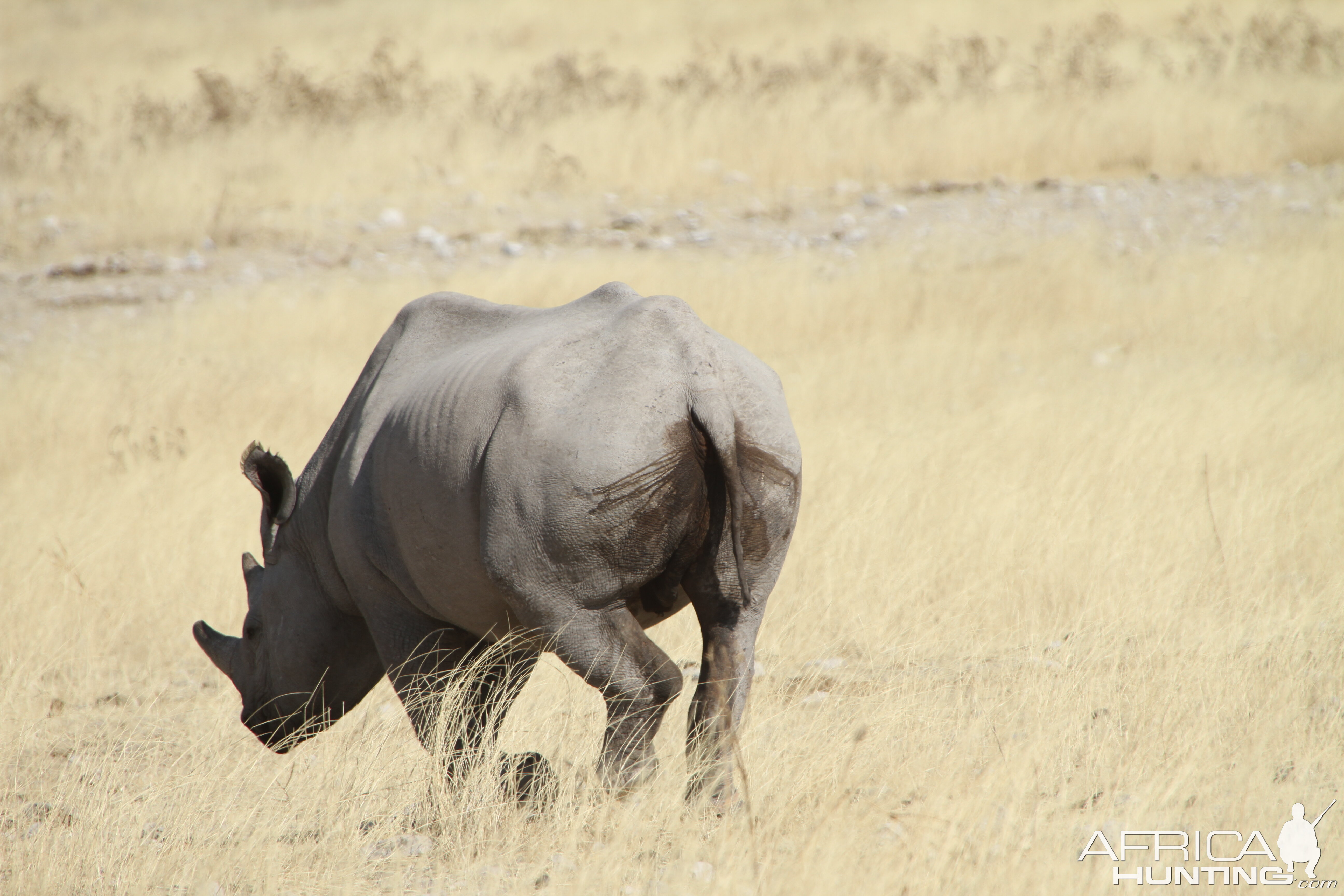 Black Rhino at Etosha National Park