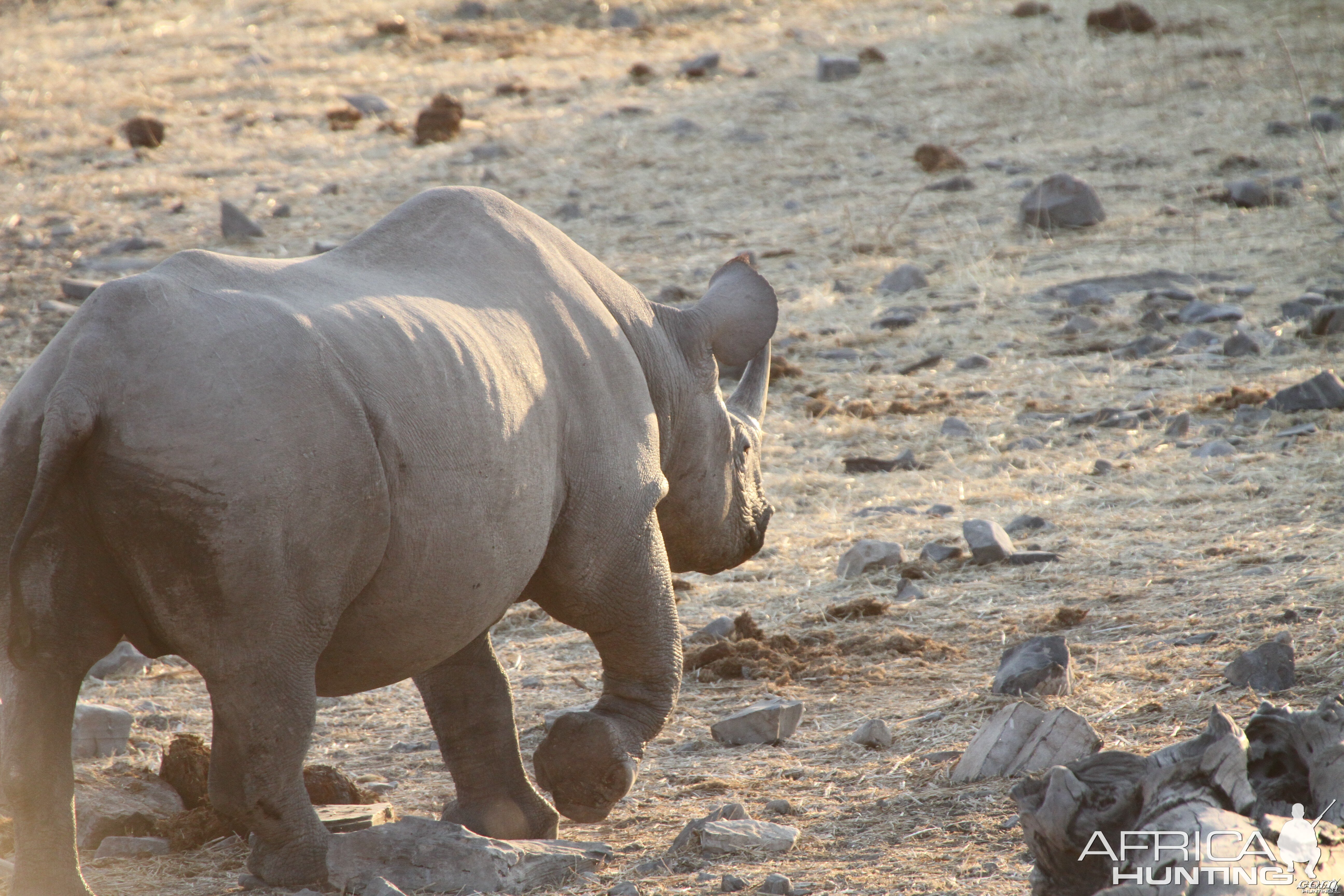 Black Rhino at Etosha National Park