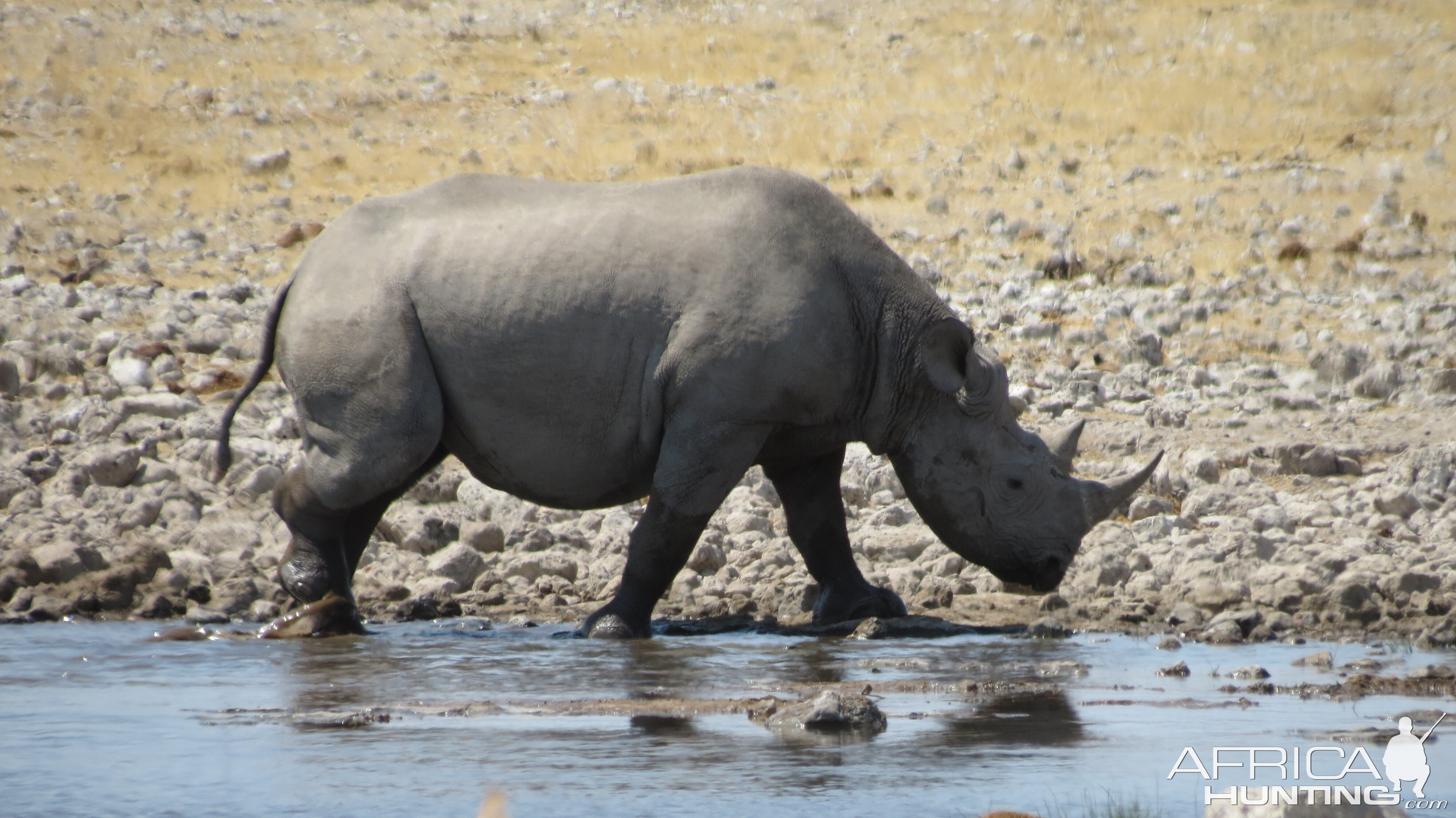 Black Rhino at Etosha National Park