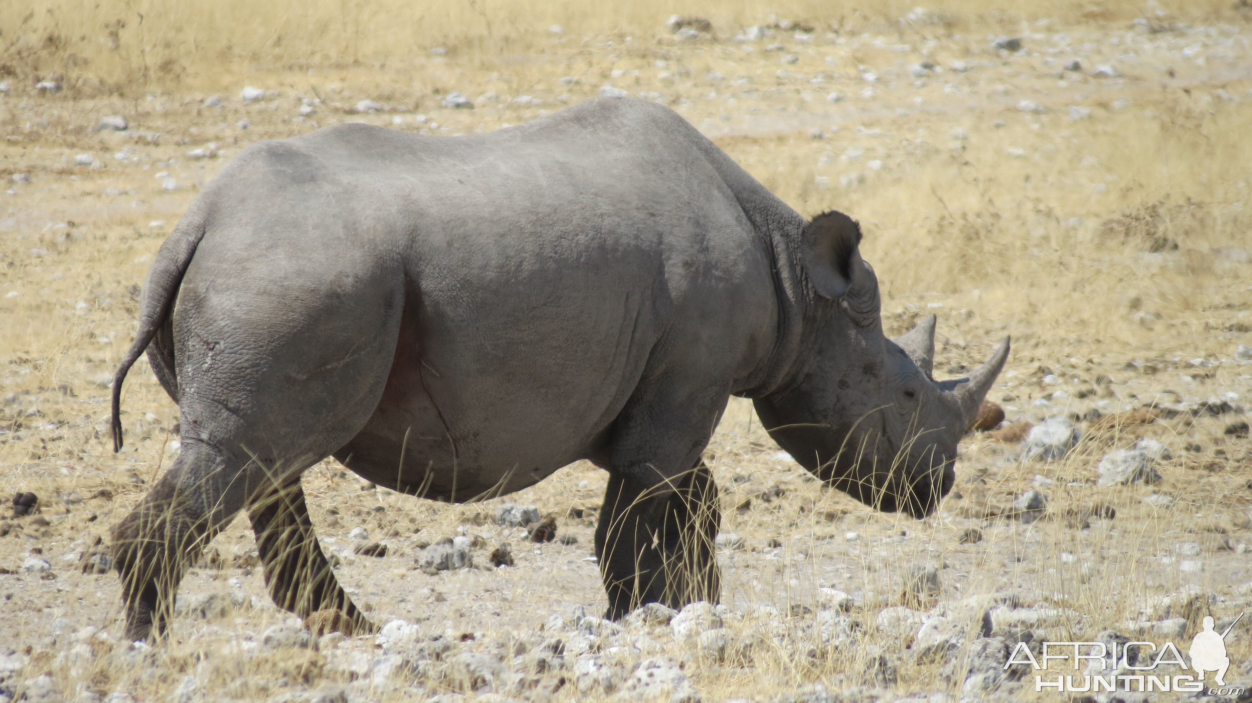 Black Rhino at Etosha National Park