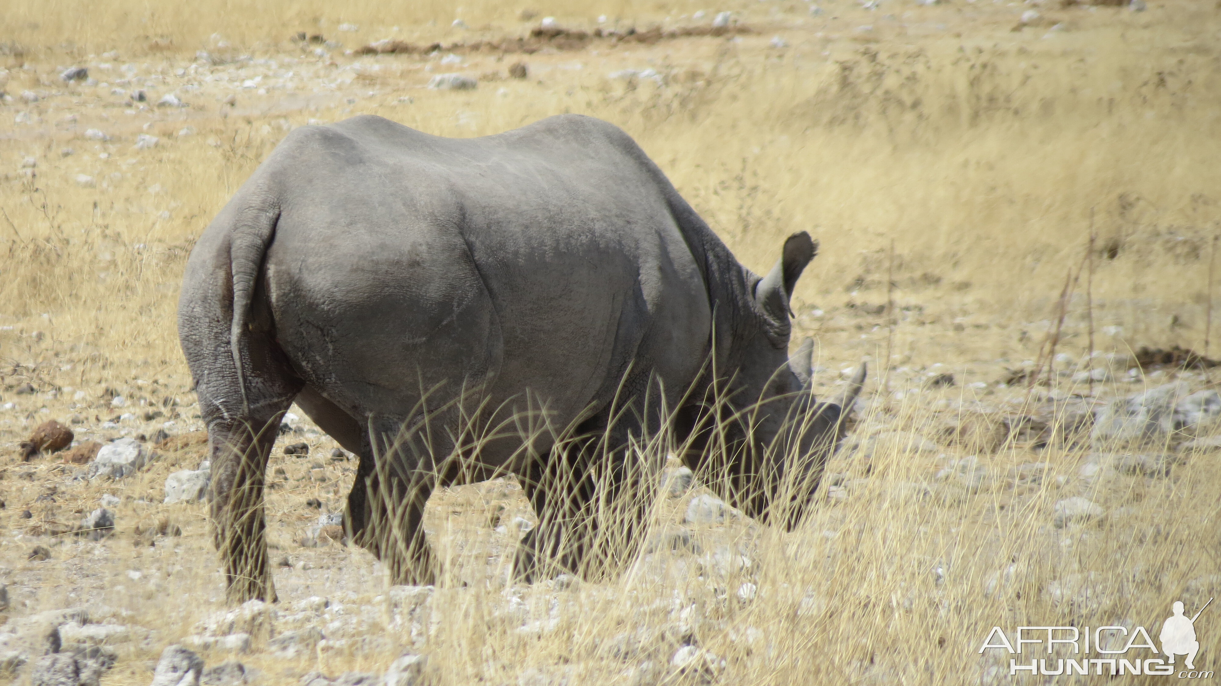 Black Rhino at Etosha National Park